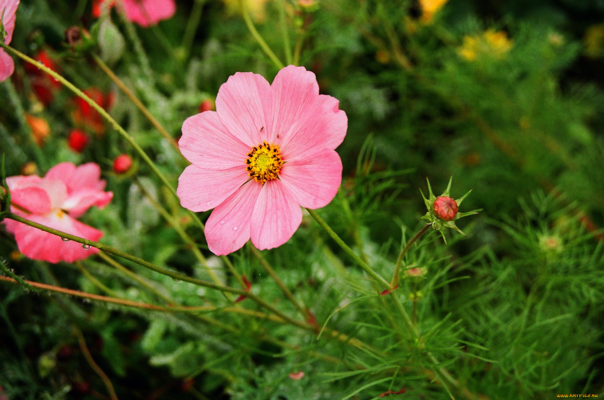 цветы, космея, розовый