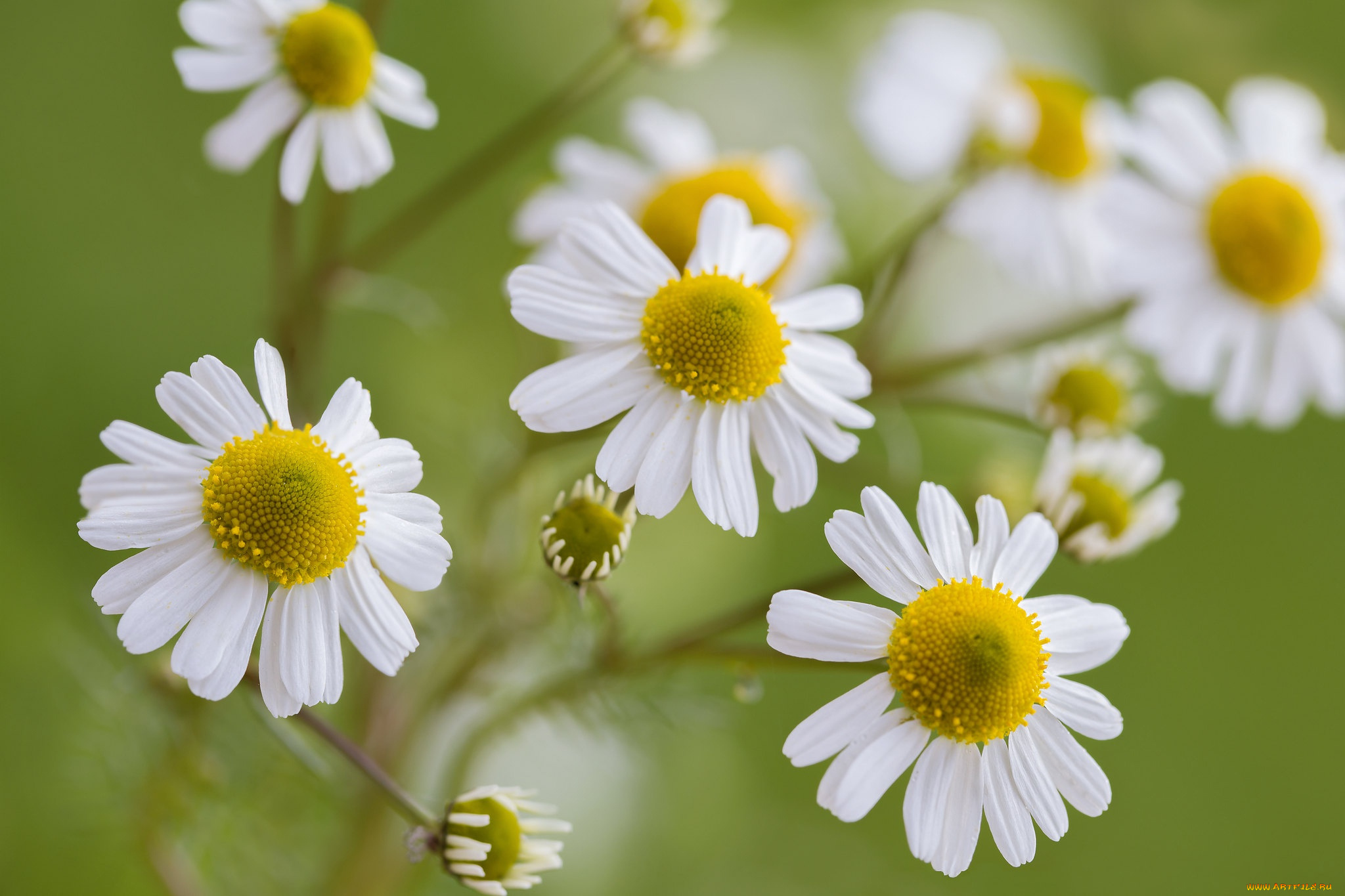 цветы, ромашки, макро, боке