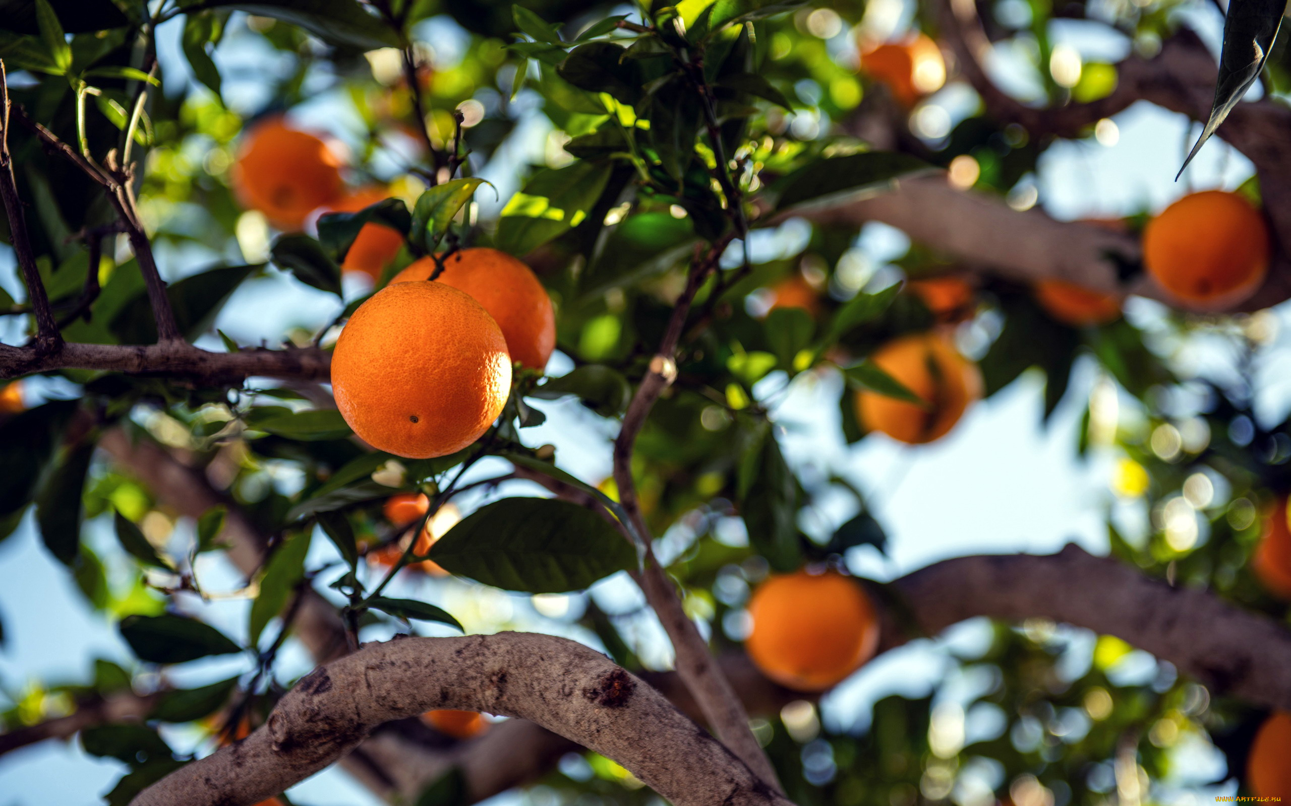 природа, плоды, мандарины