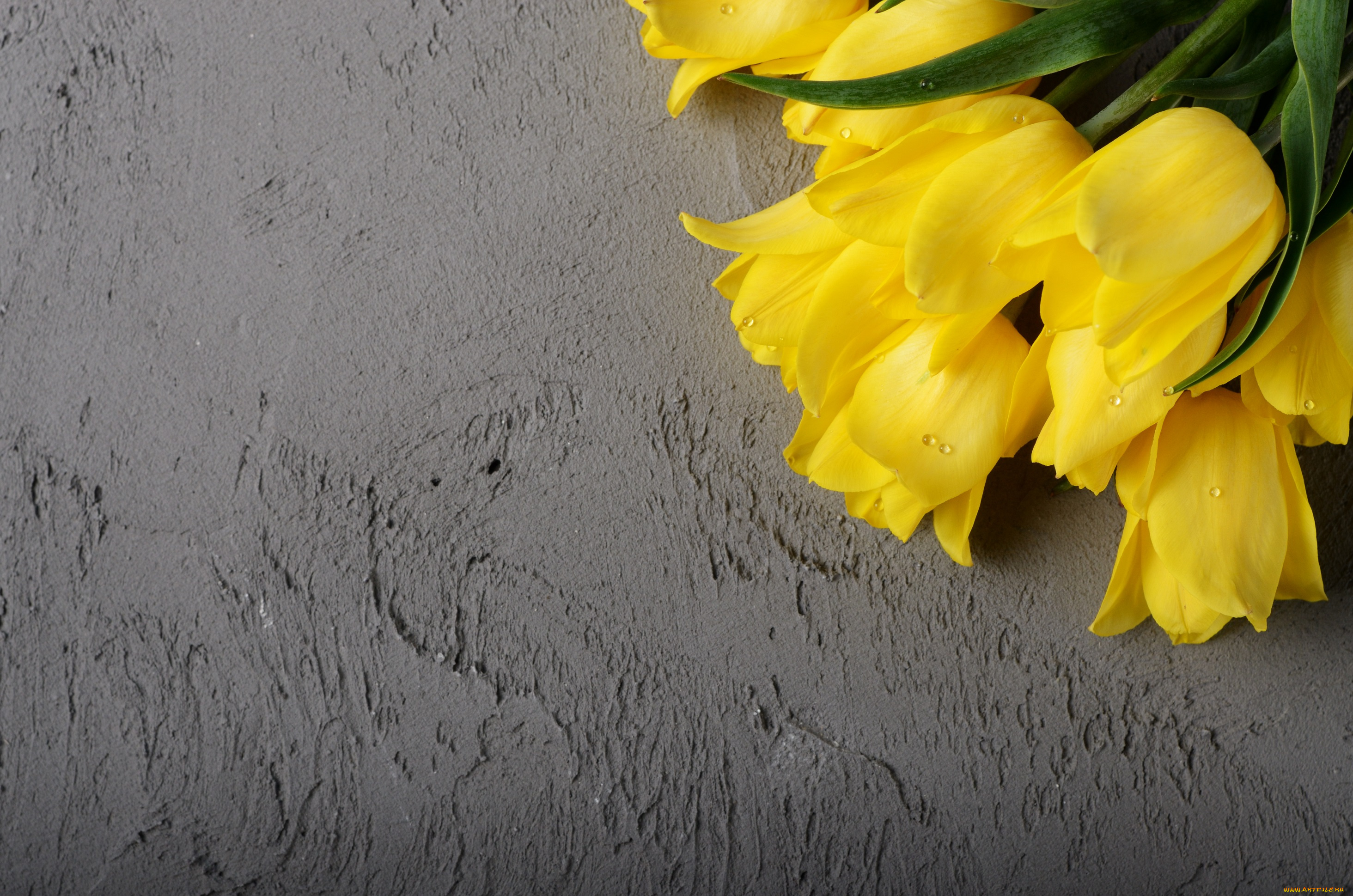 цветы, тюльпаны, желтый, фон