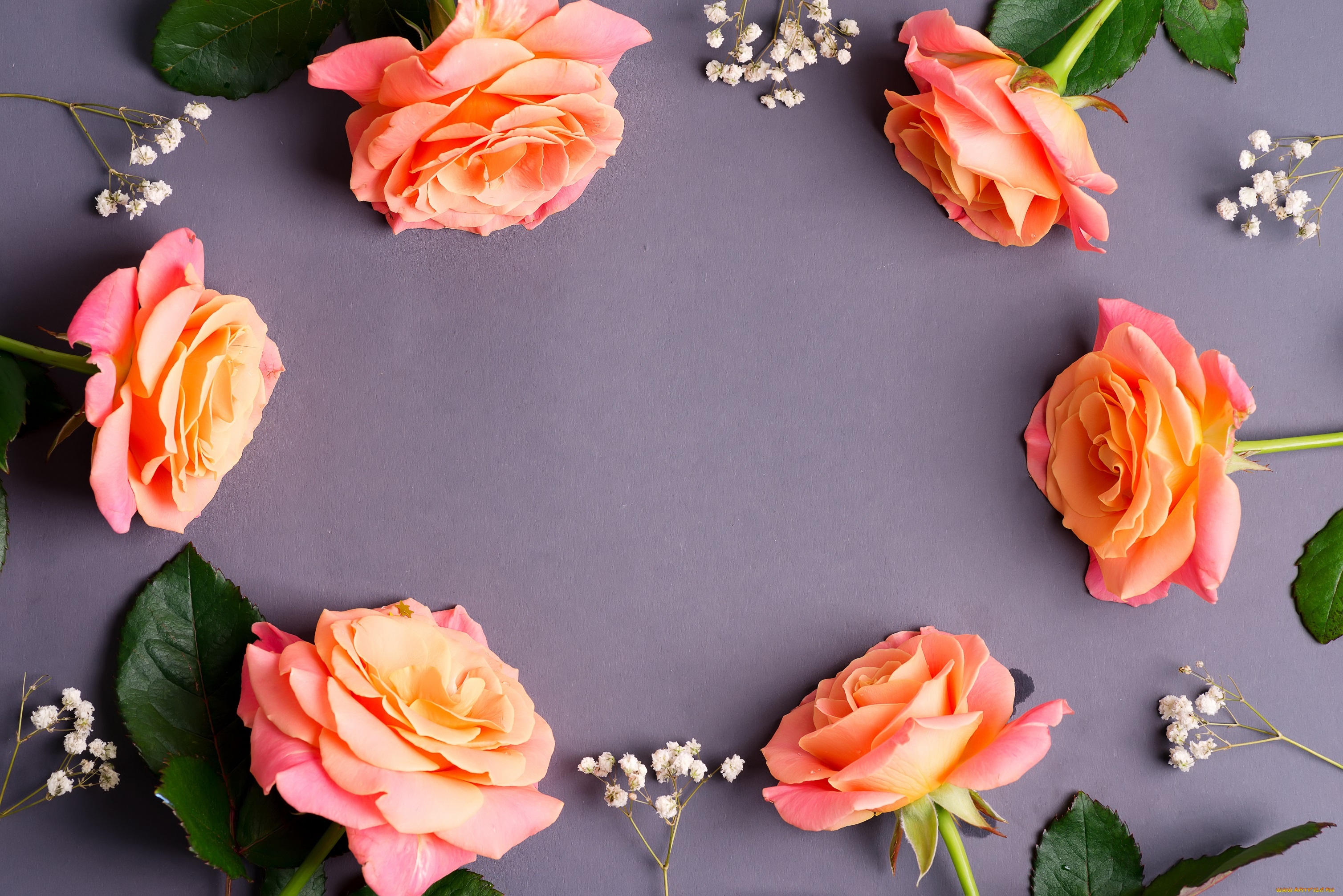 цветы, розы, бутоны