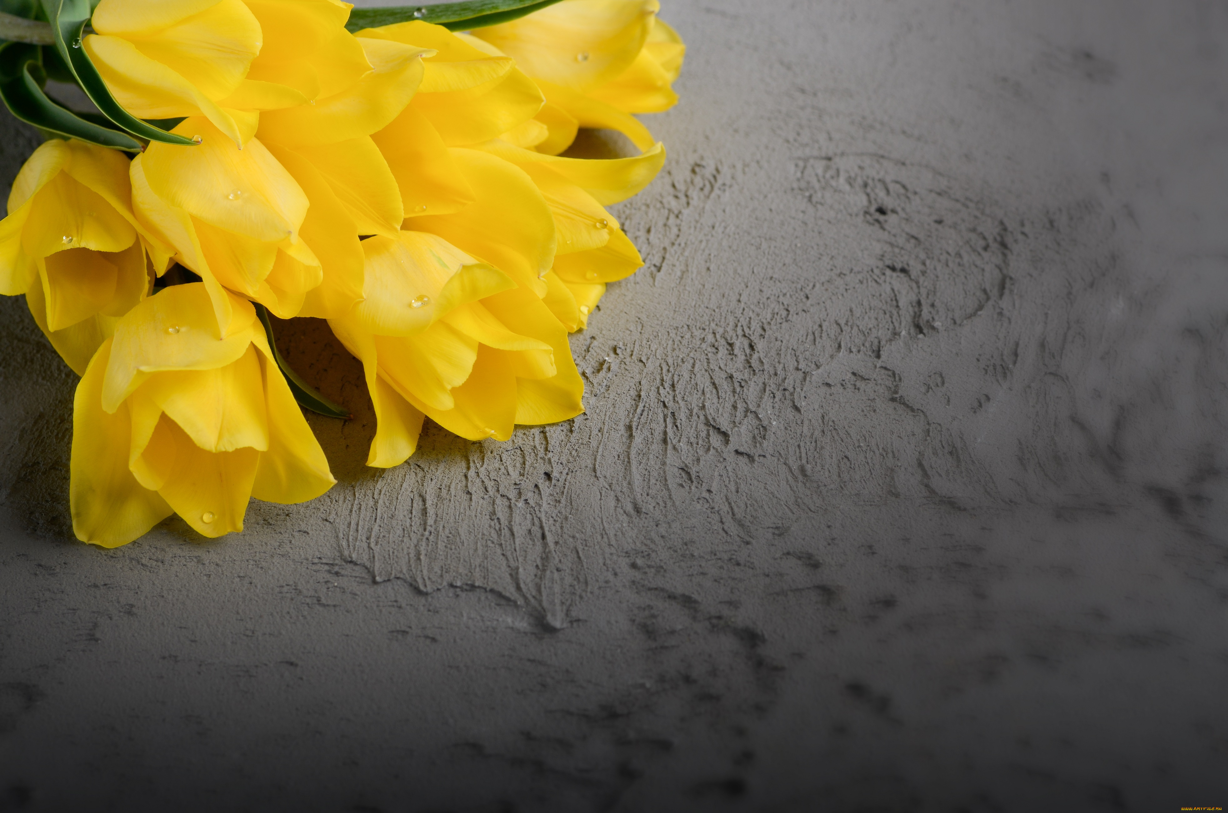 цветы, тюльпаны, желтый, фон