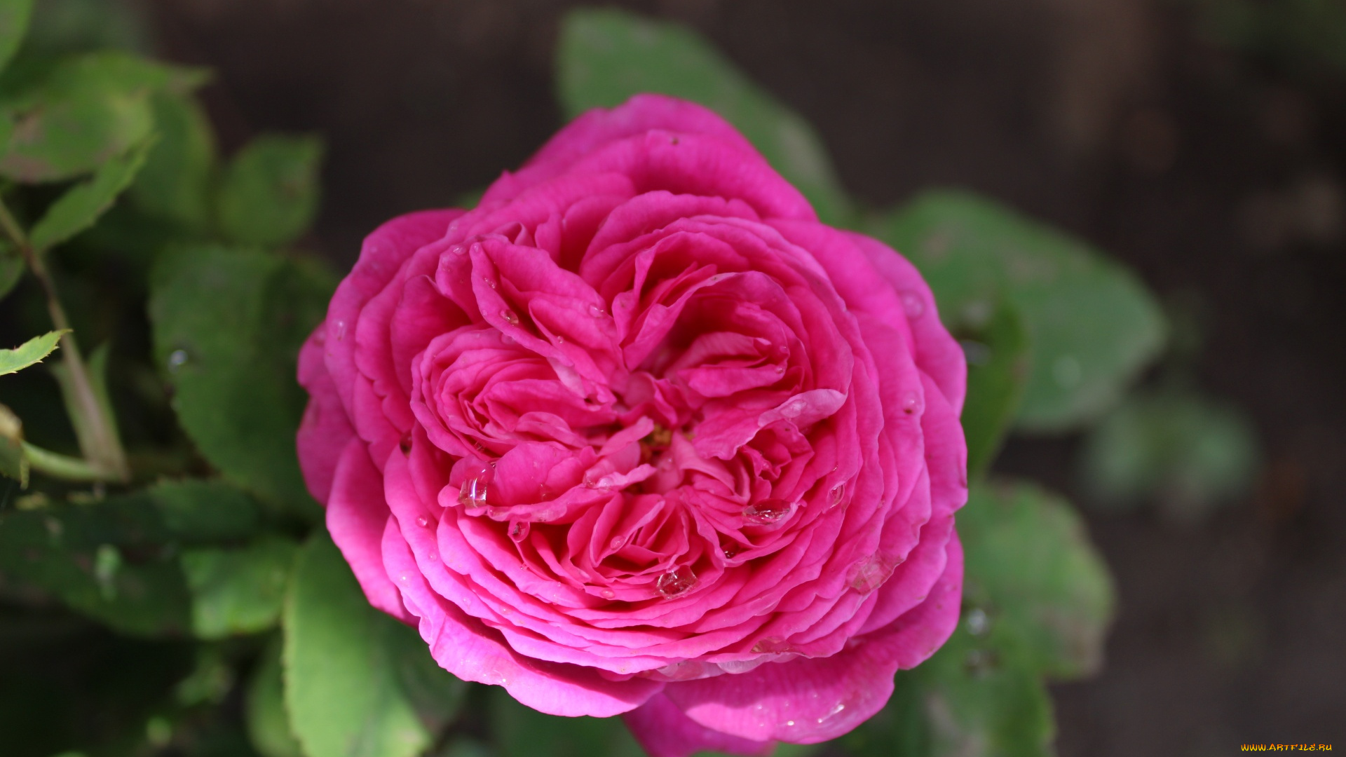 цветы, розы, розовая, роза, макро