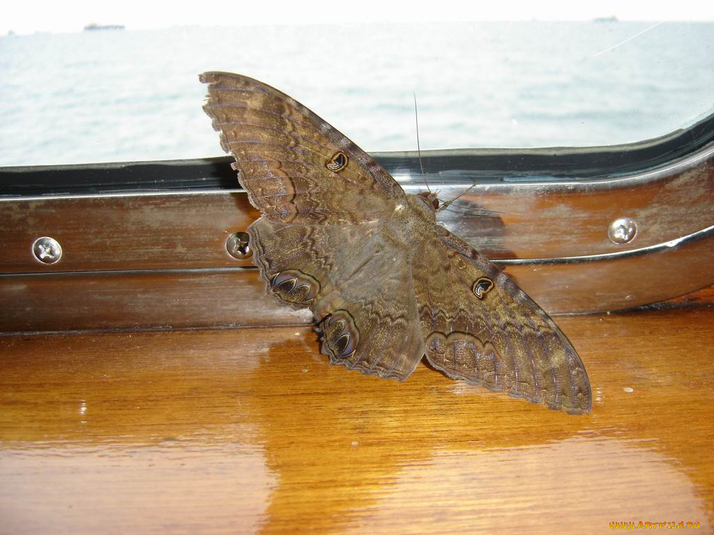 панамский, матылек, животные, бабочки