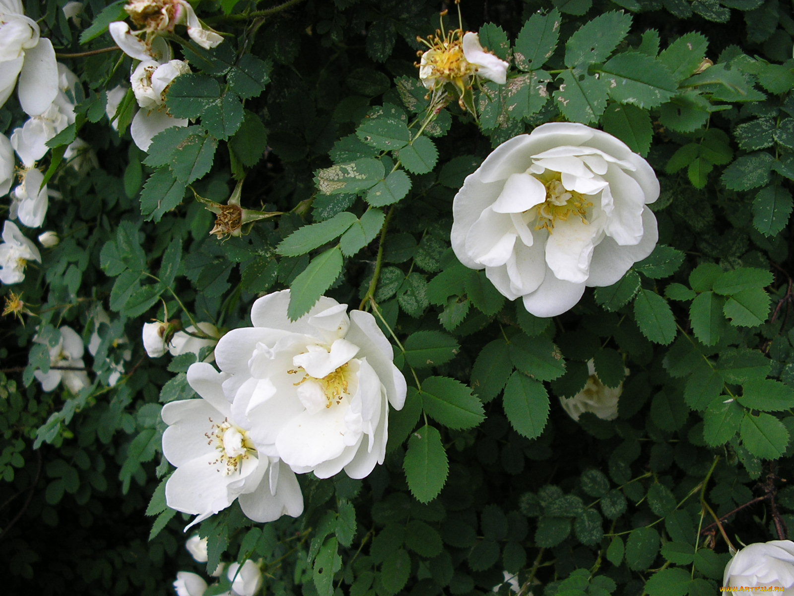 цветы, шиповник