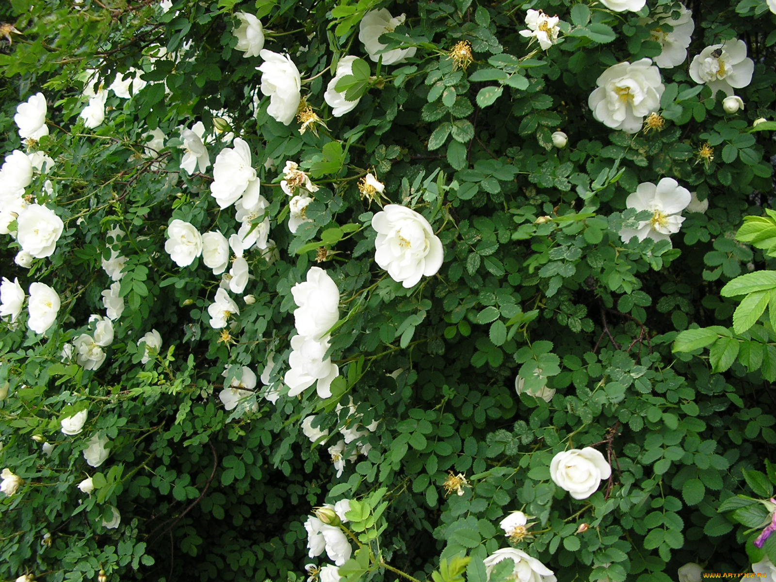 цветы, шиповник