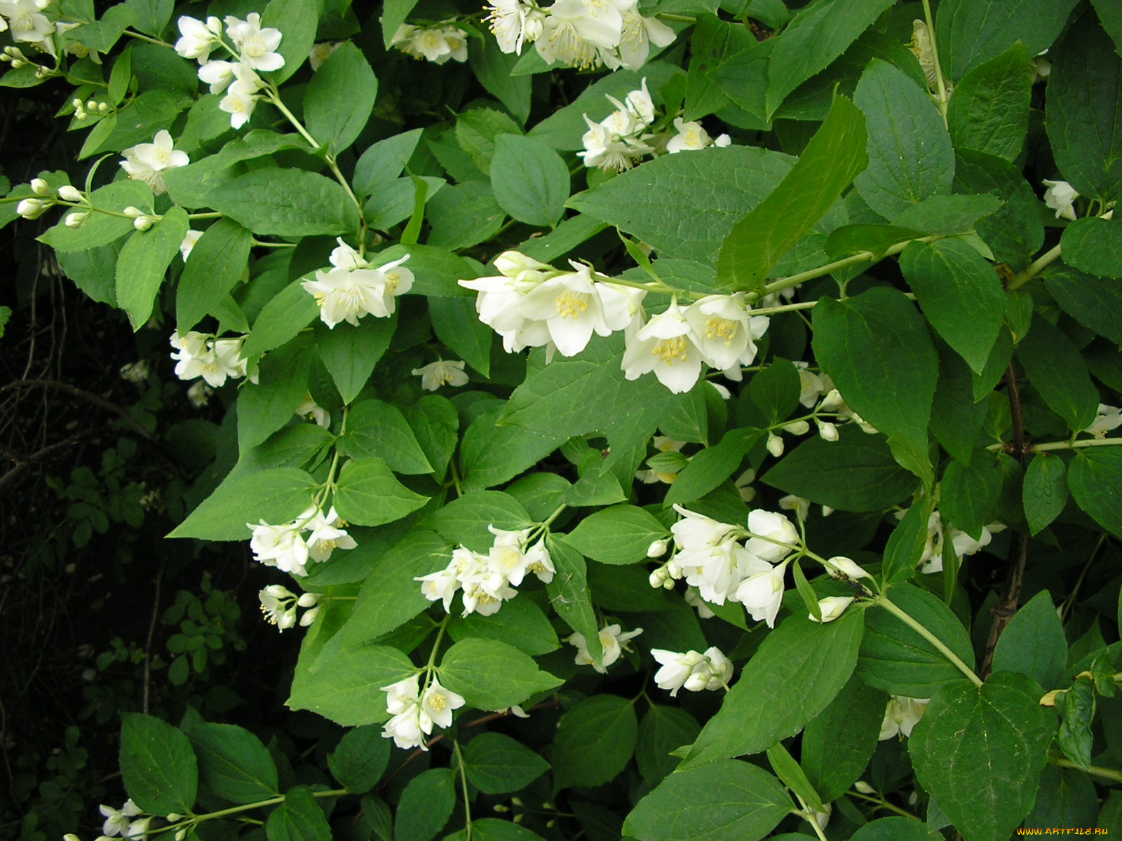 цветы, жасмин