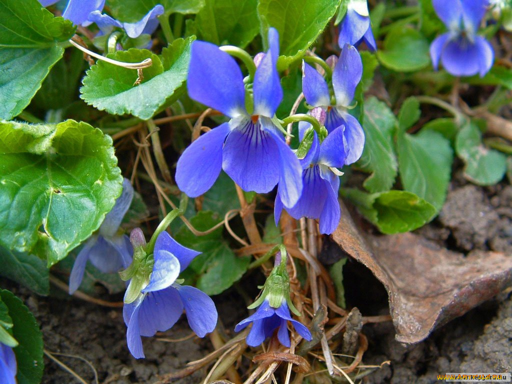 цветы, фиалки