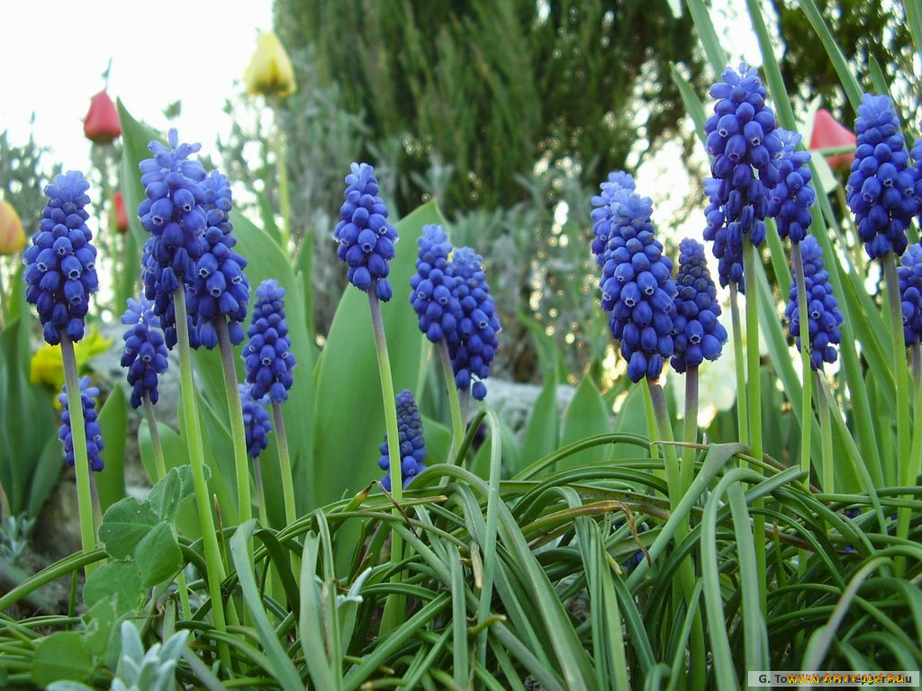 цветы, гиацинты