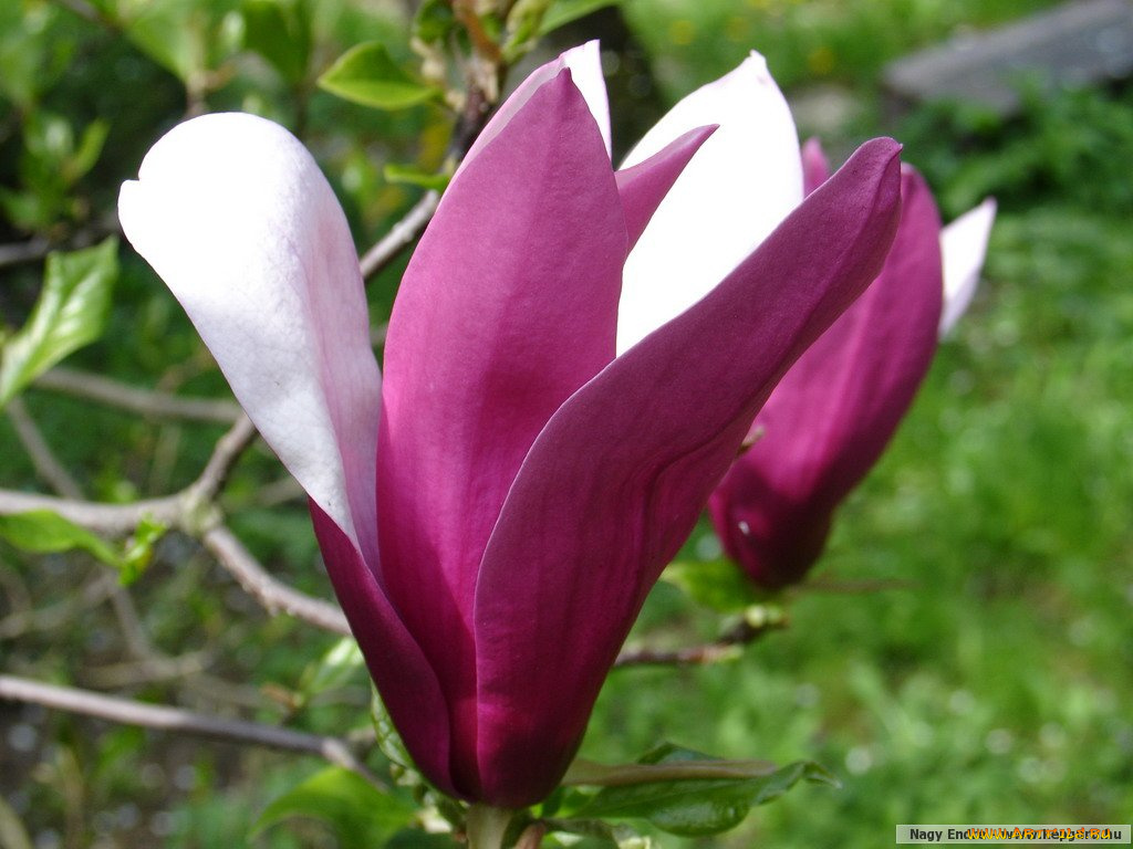 цветы, магнолии