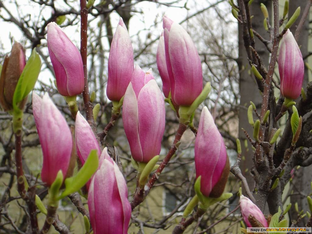 цветы, магнолии