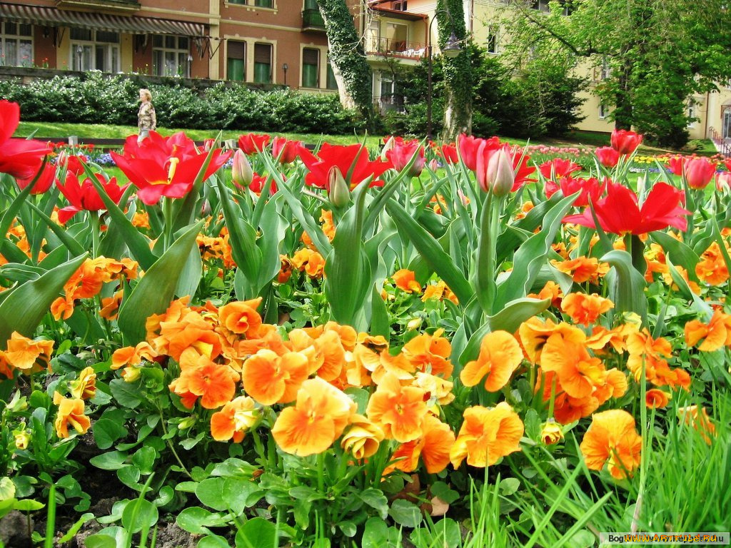 цветы, разные, вместе