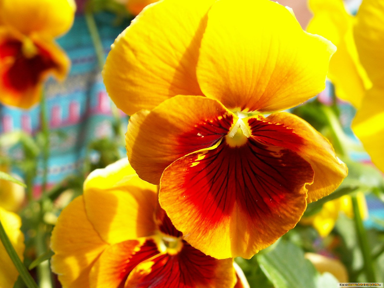 цветы, анютины, глазки, садовые, фиалки