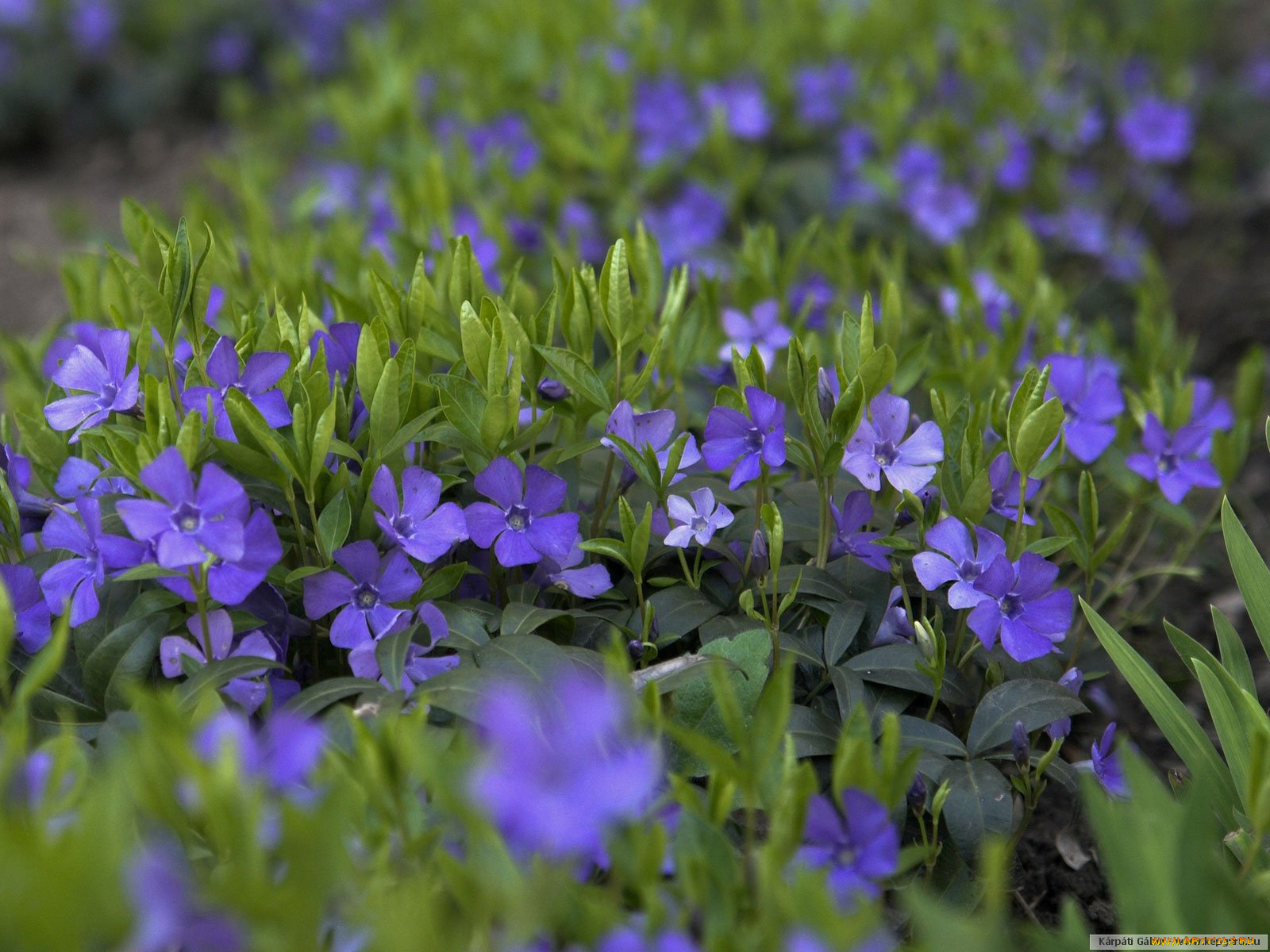 цветы, барвинок