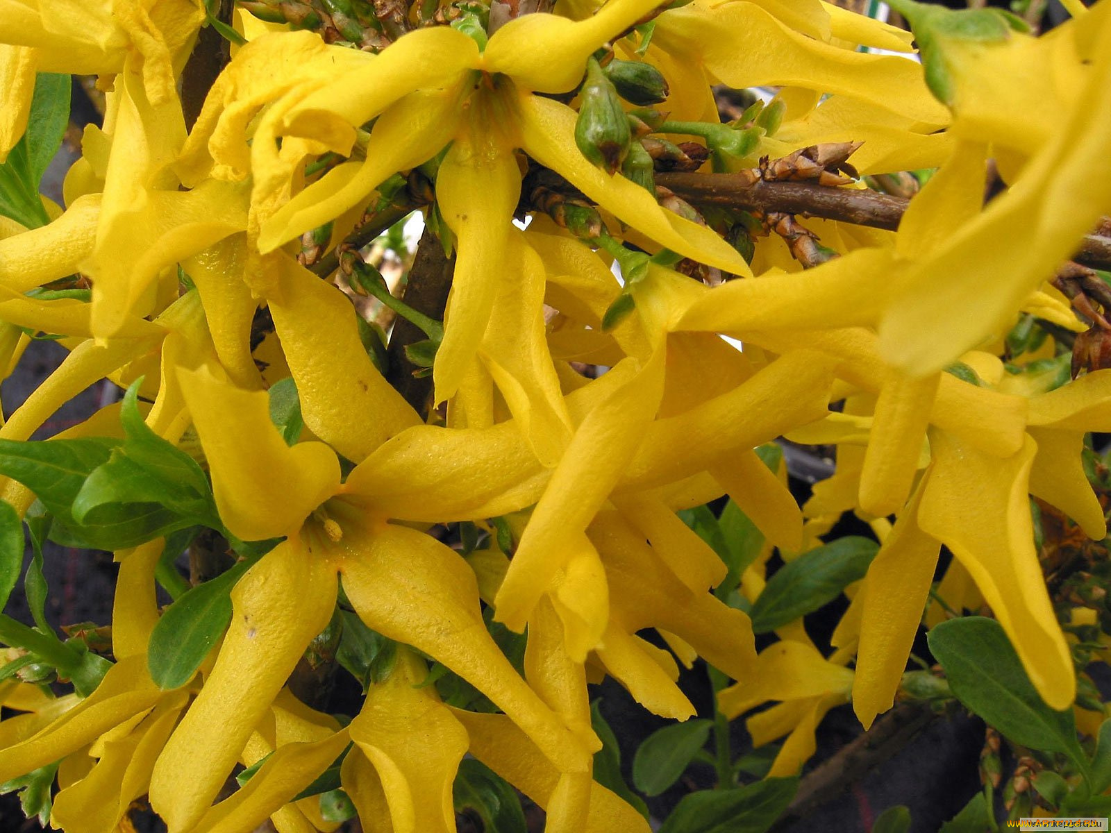 цветы, цветущие, деревья, кустарники