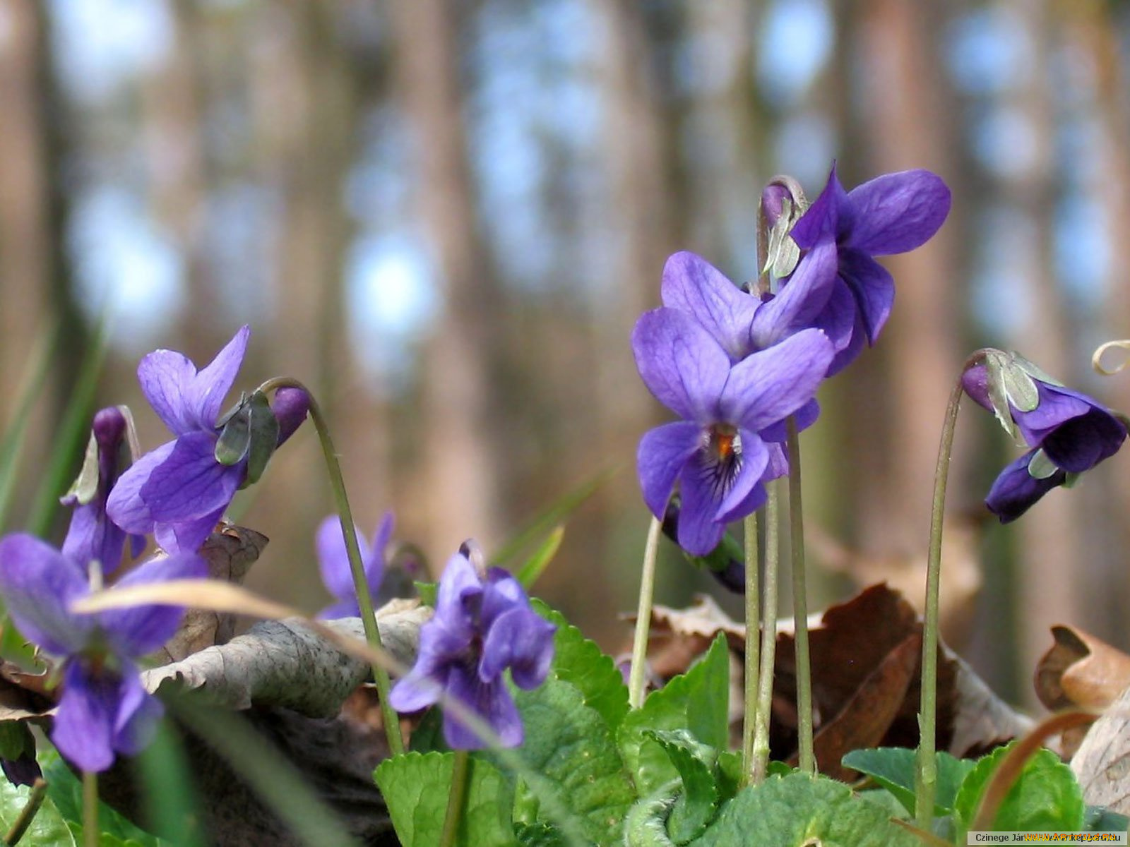 цветы, фиалки