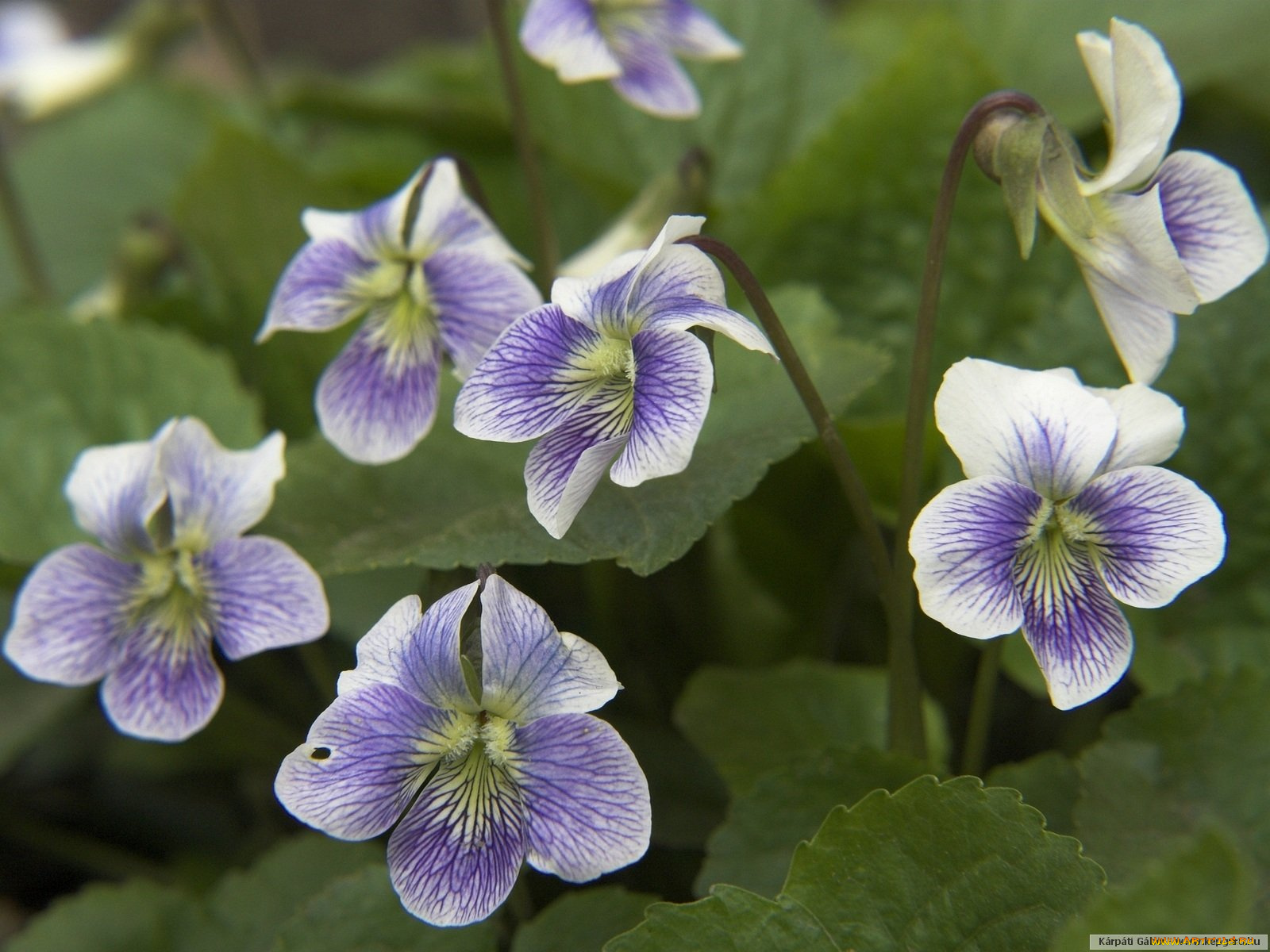 цветы, фиалки