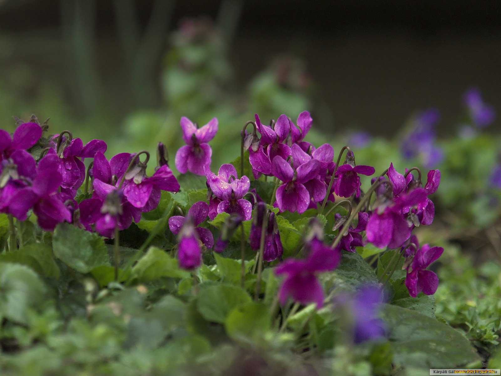 цветы, фиалки