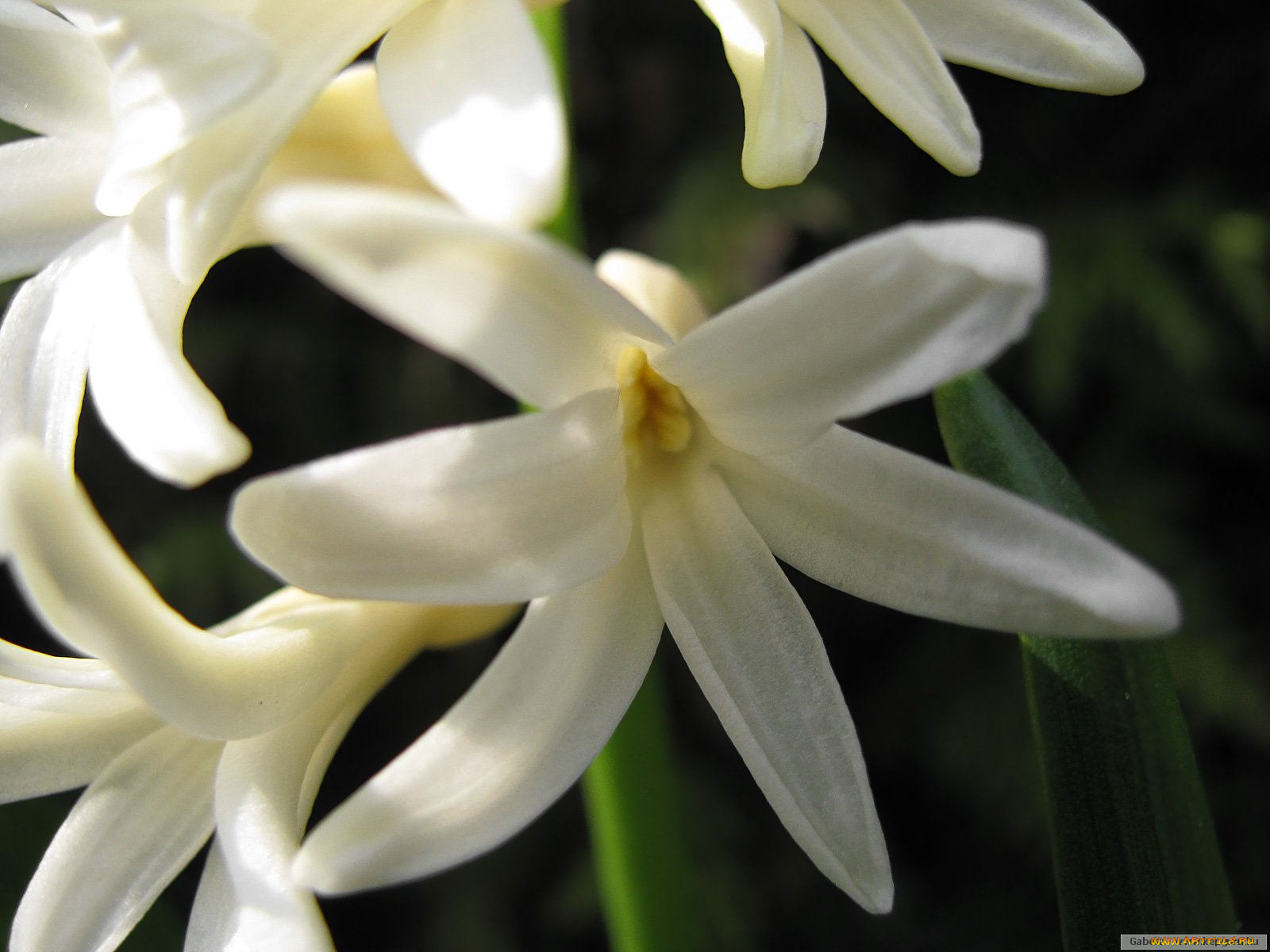 цветы, гиацинты