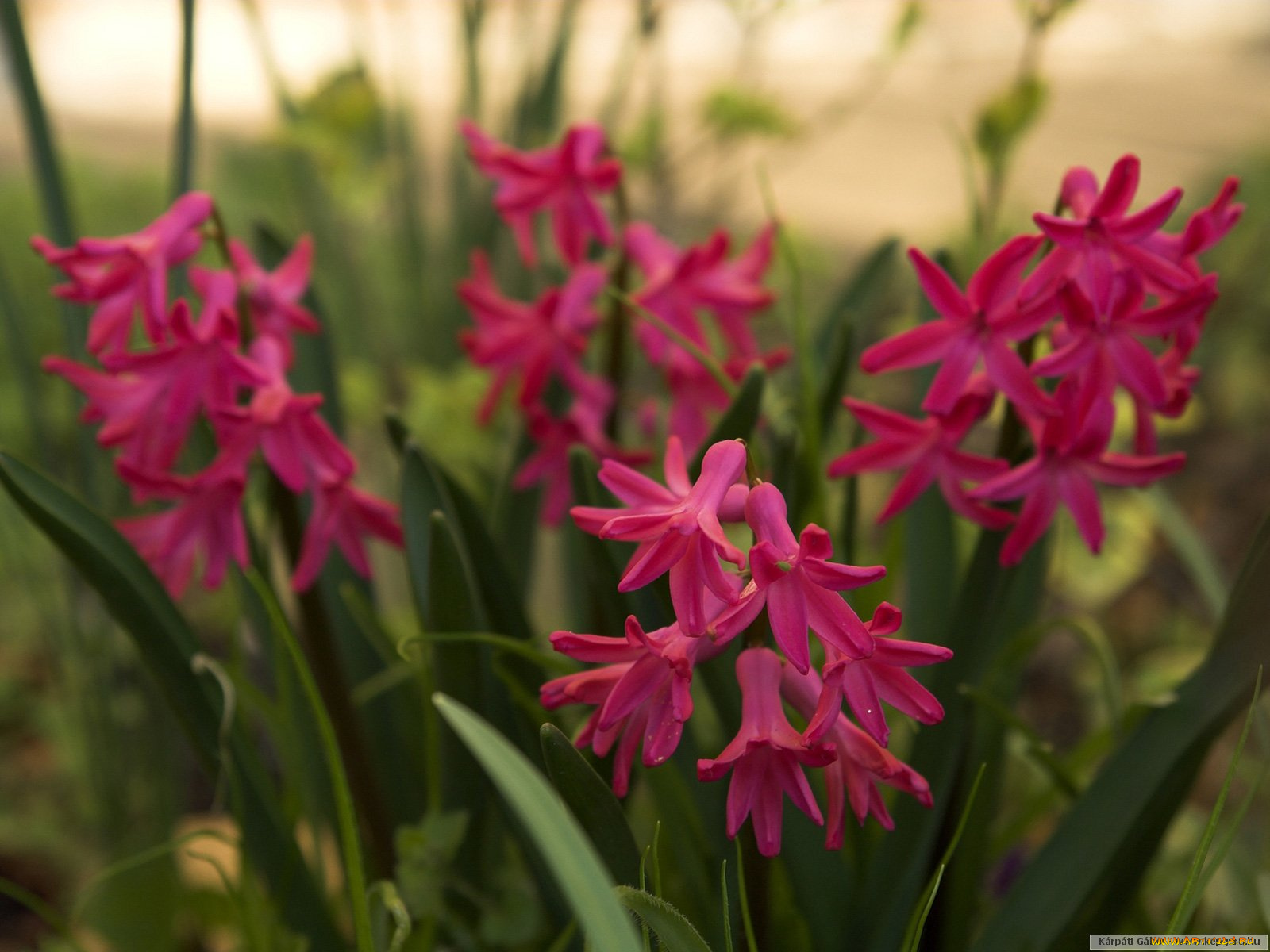 цветы, гиацинты
