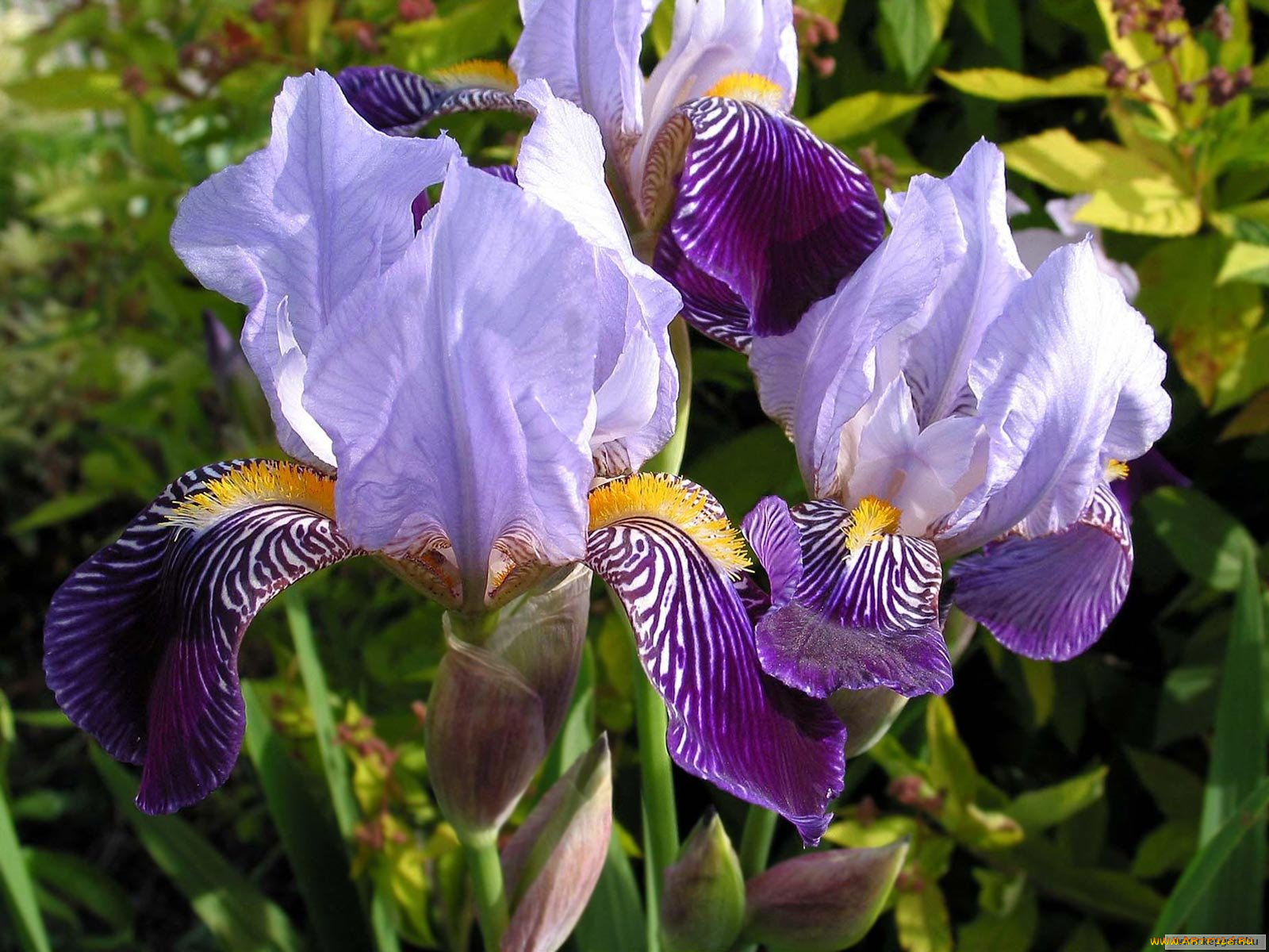 цветы, ирисы