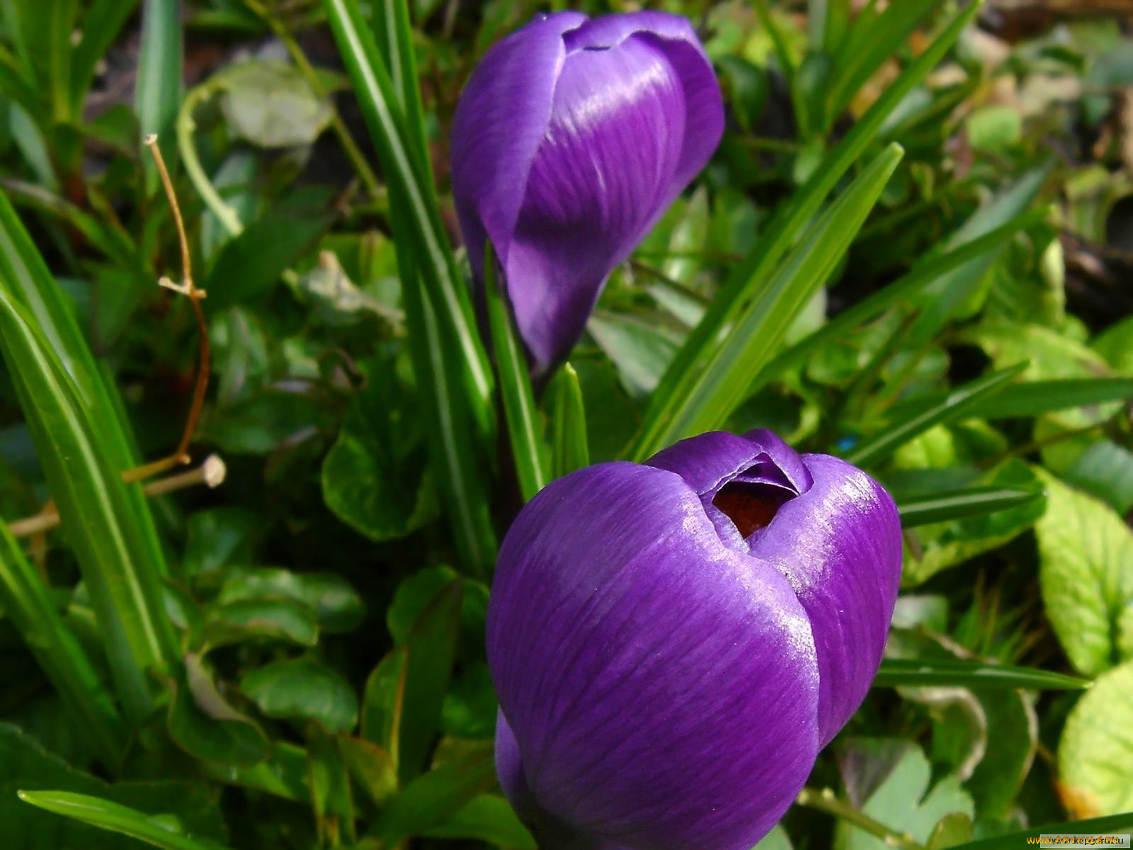 цветы, крокусы