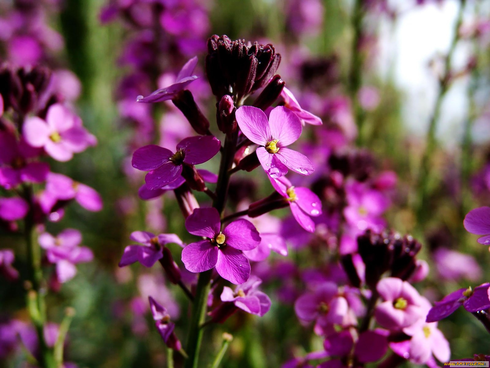 цветы, левкой, матиола