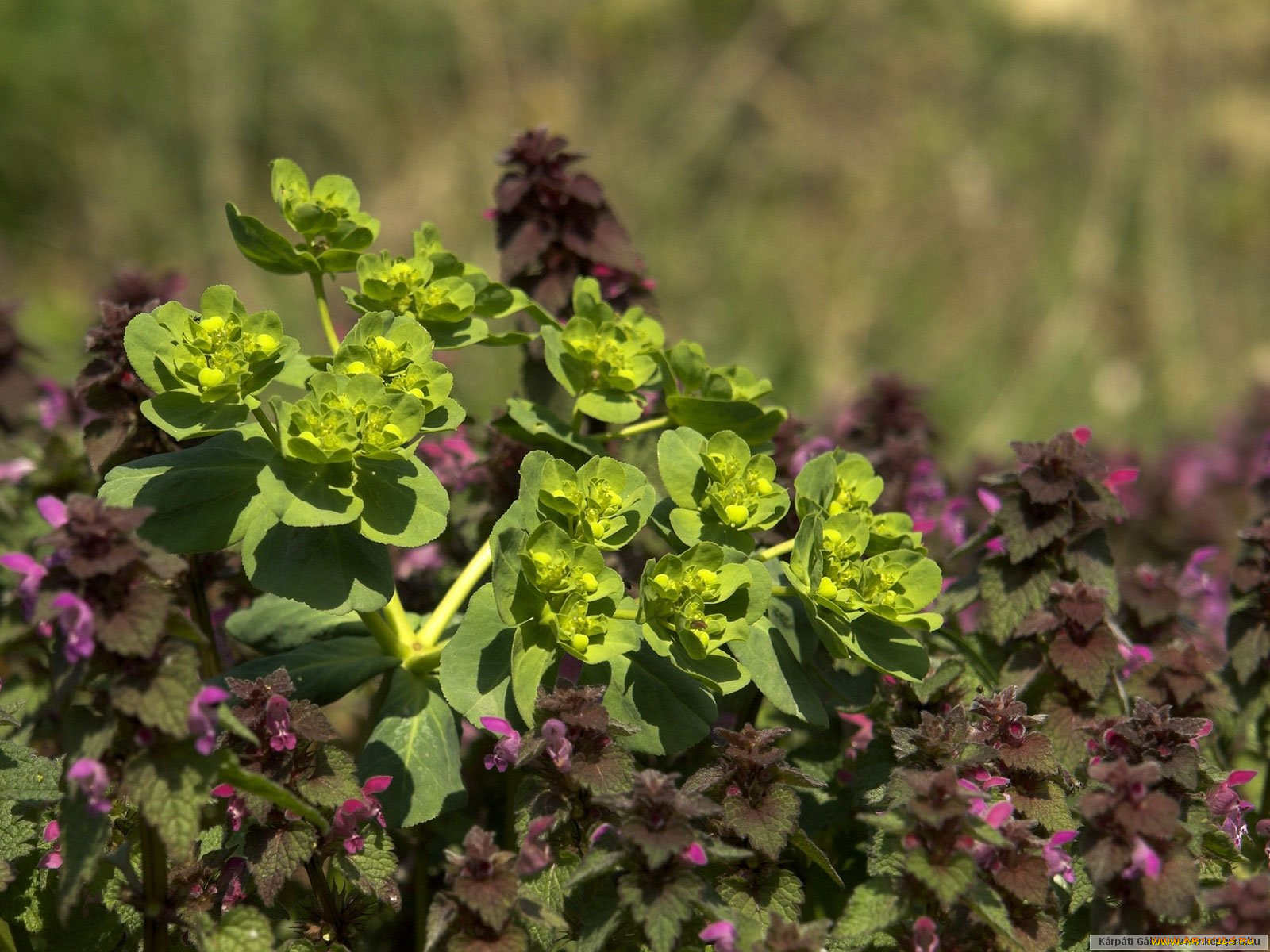 цветы, луговые, полевые