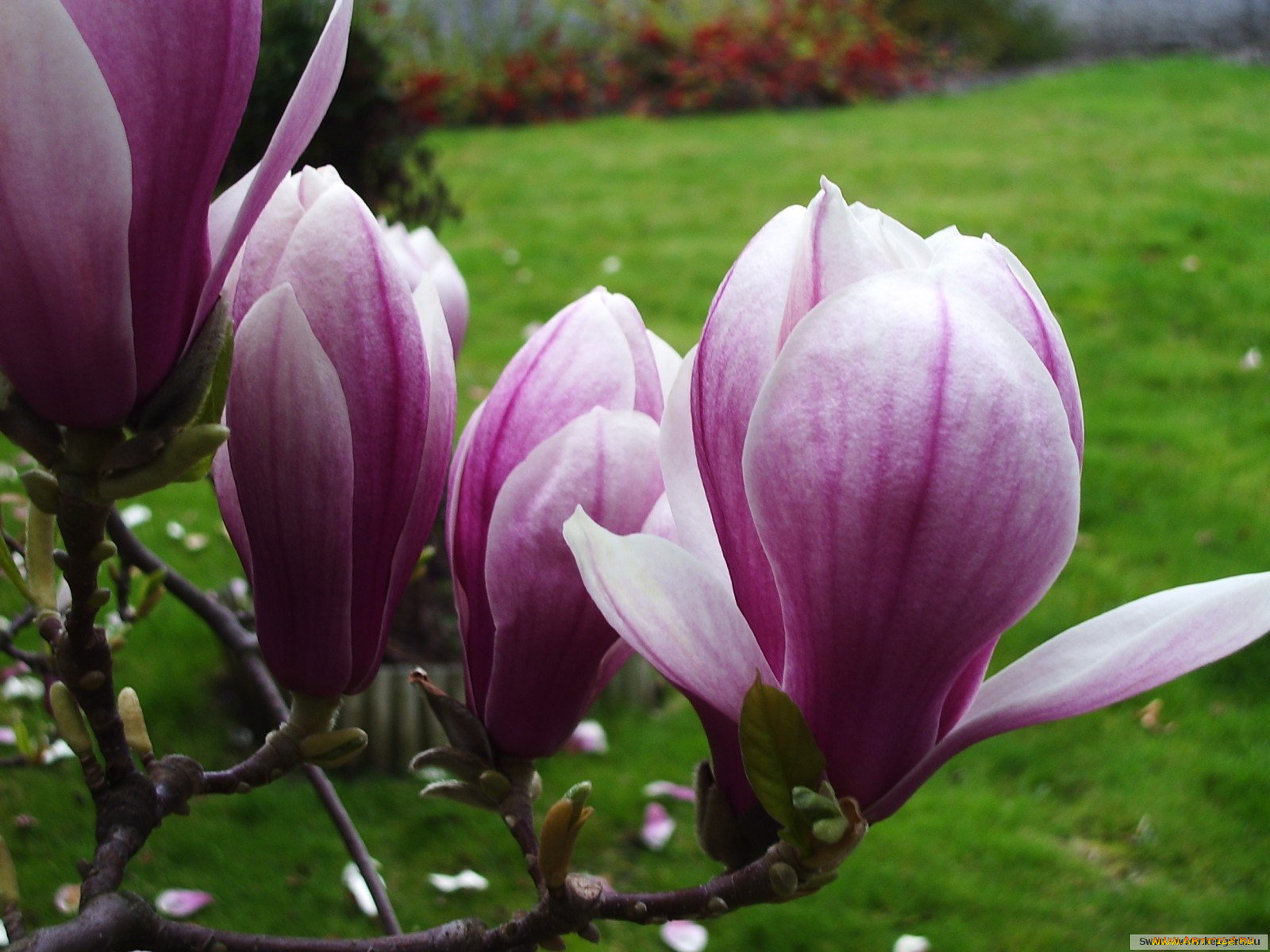 цветы, магнолии