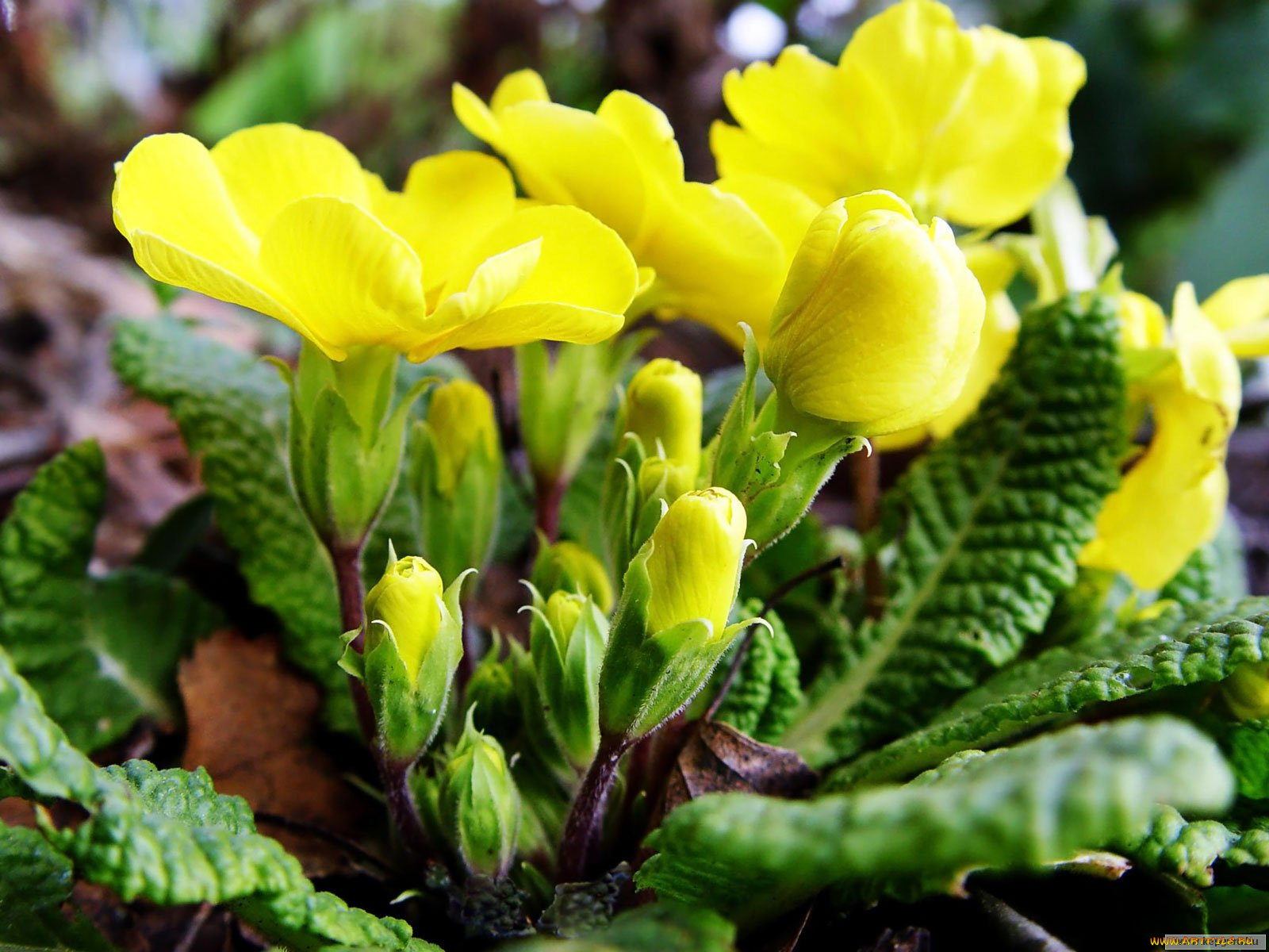 цветы, примулы