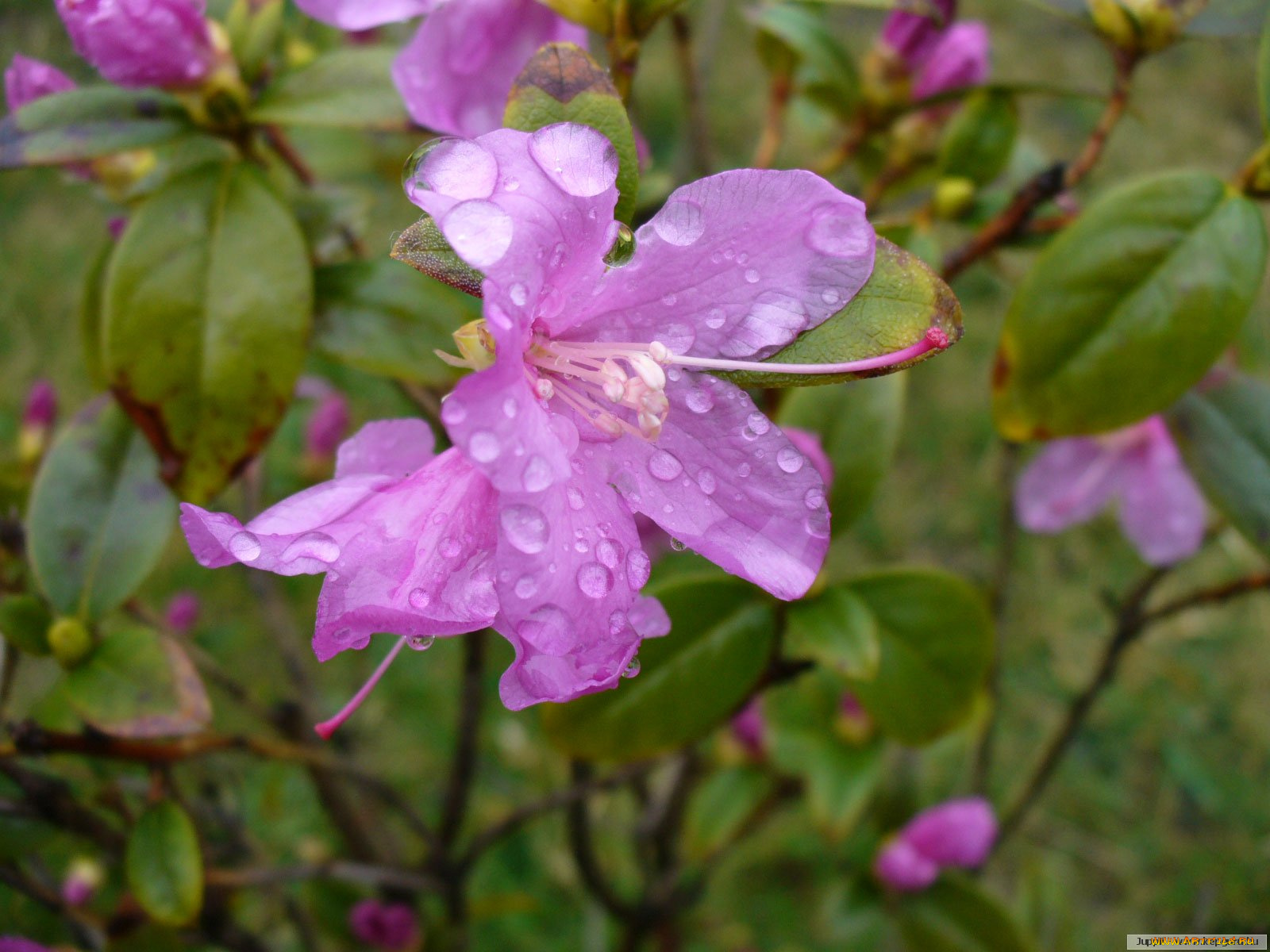 цветы, рододендроны, азалии