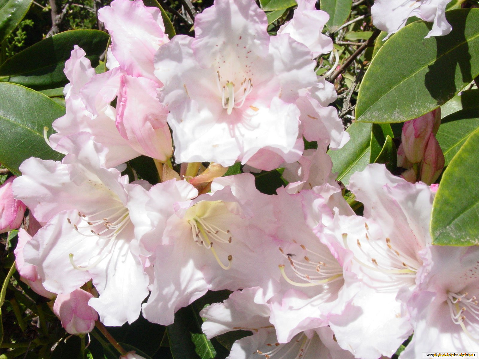 цветы, рододендроны, азалии
