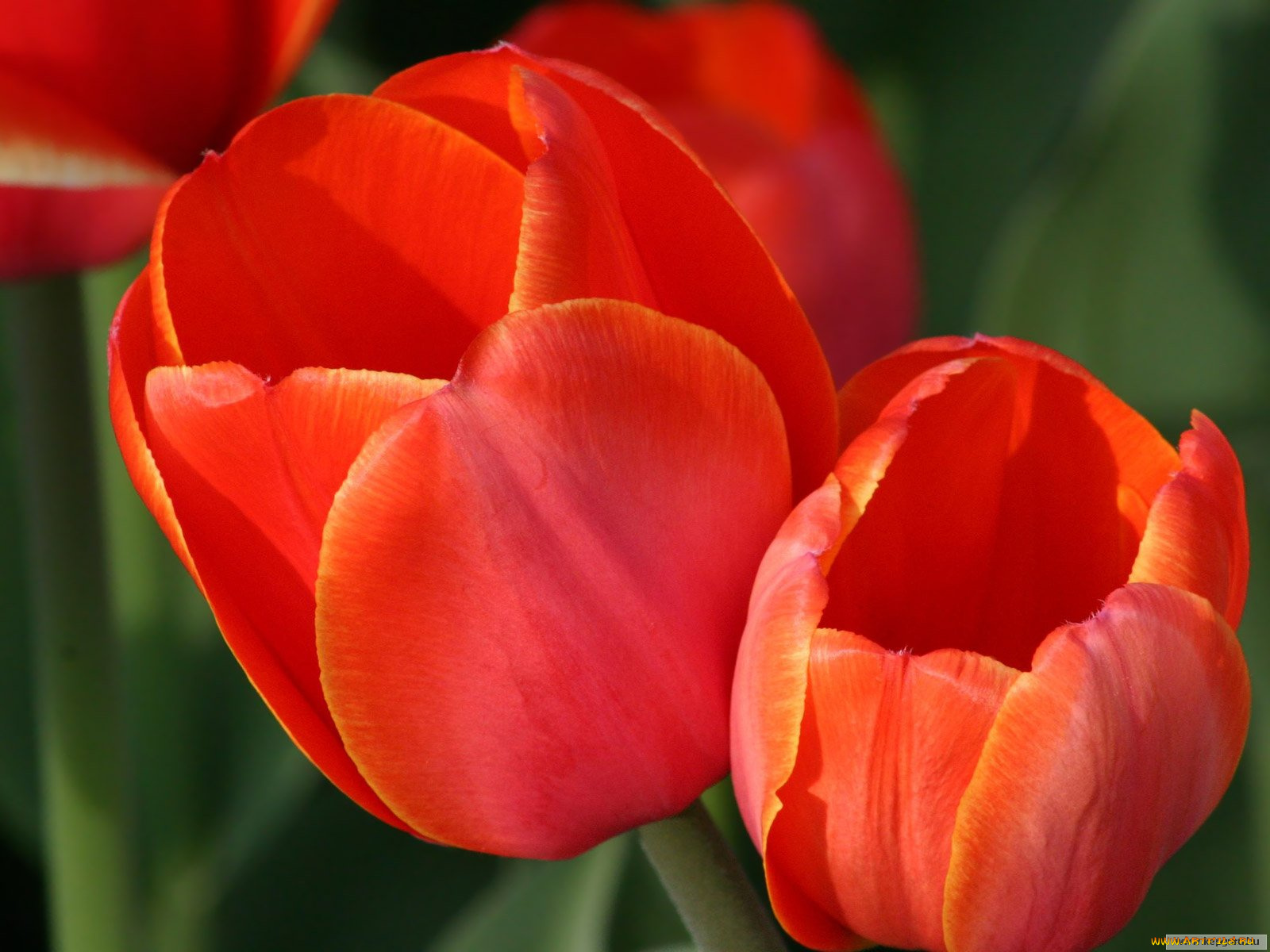 цветы, тюльпаны