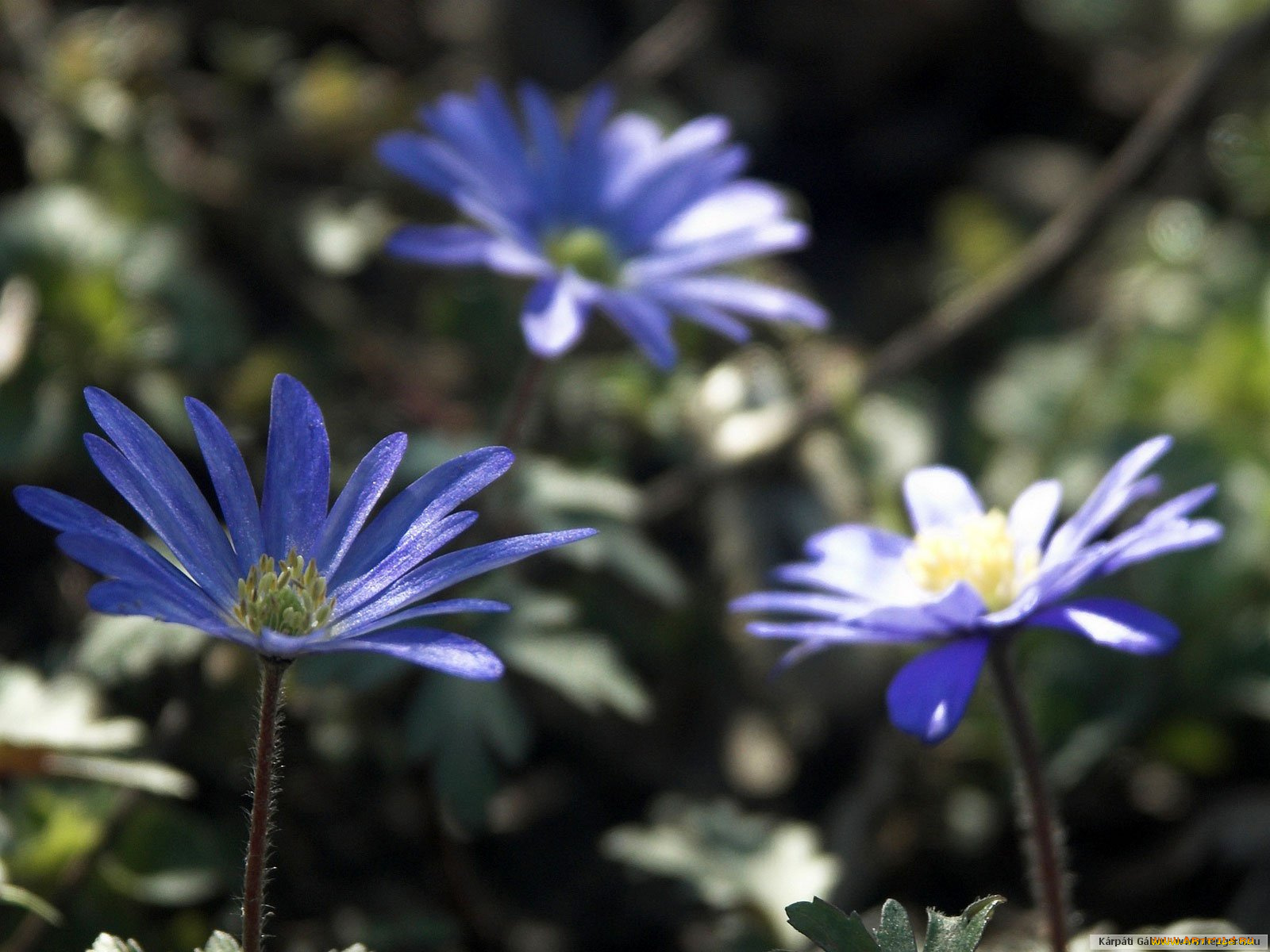 цветы, ветреницы, печёночницы