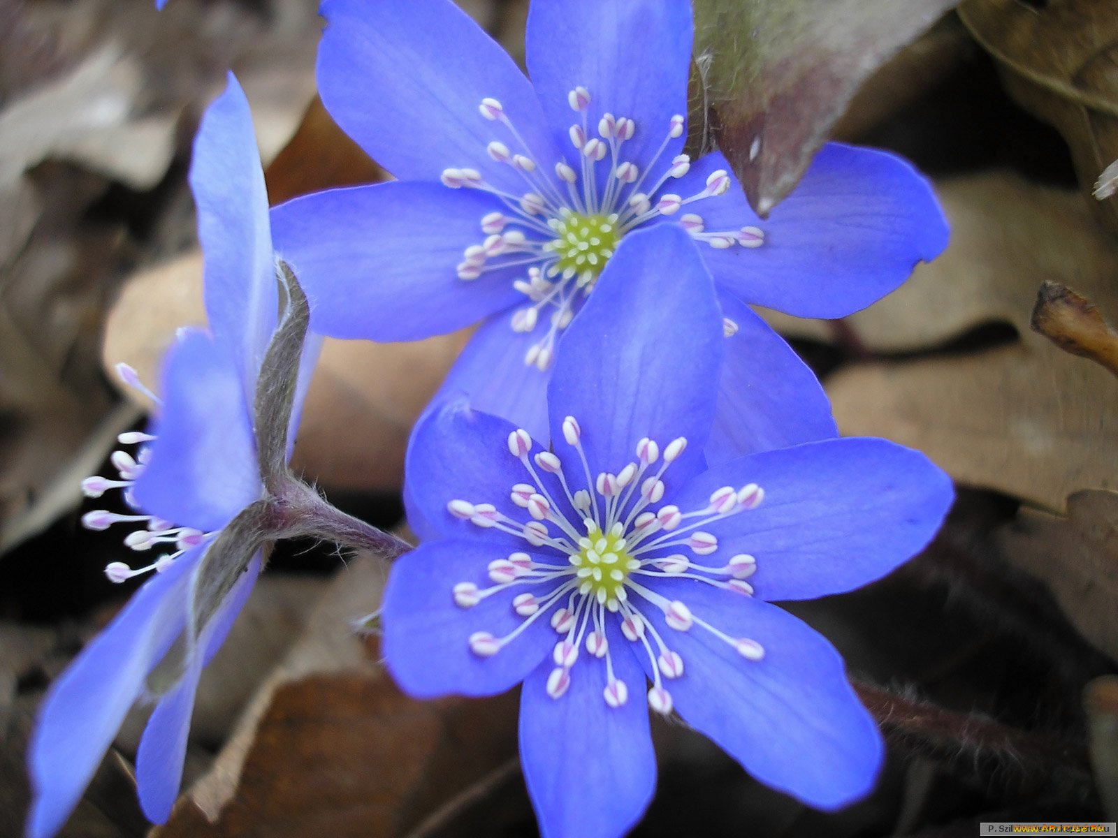 цветы, ветреницы, печёночницы