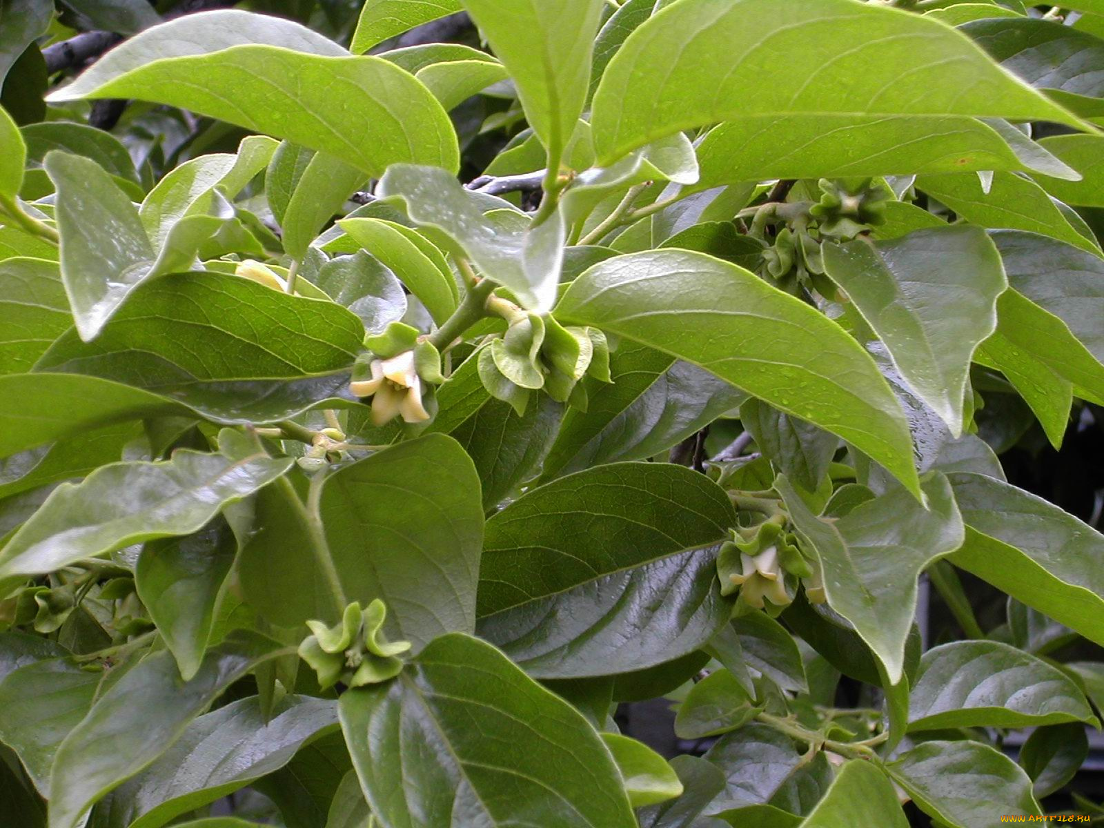 rabinin@mail, ru, цветы, цветущие, деревья, кустарники