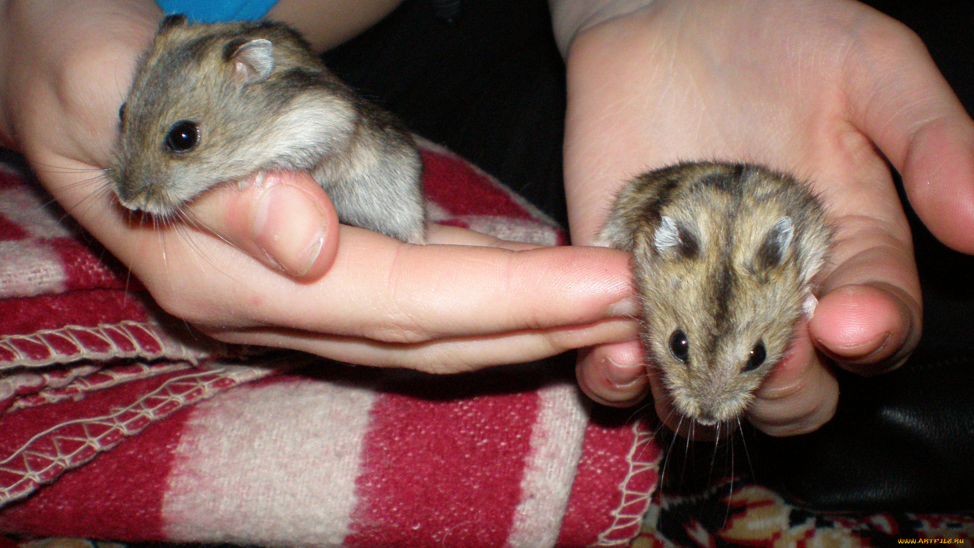 хомячки, животные, морские, свинки, хомяки