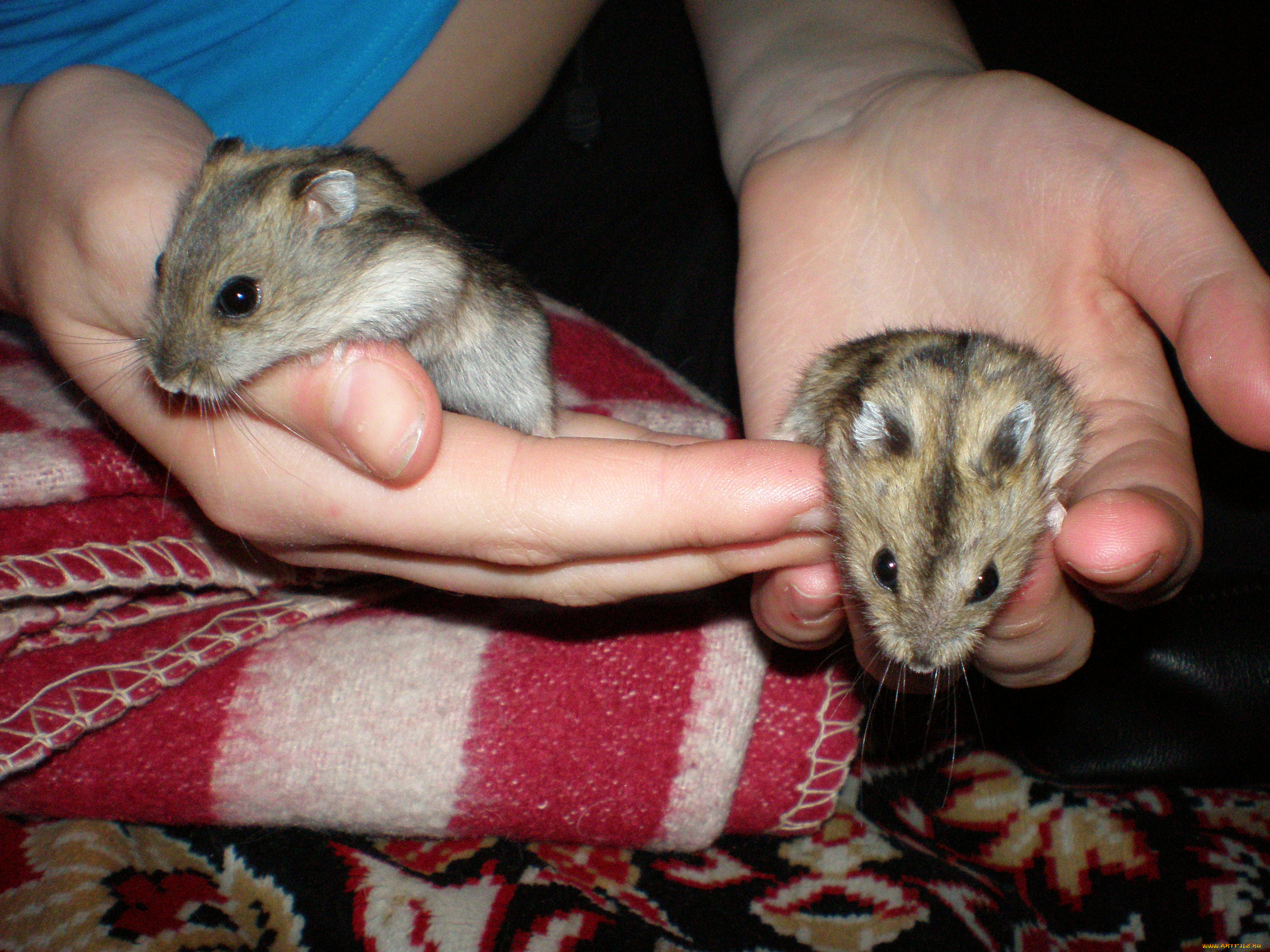 хомячки, животные, морские, свинки, хомяки
