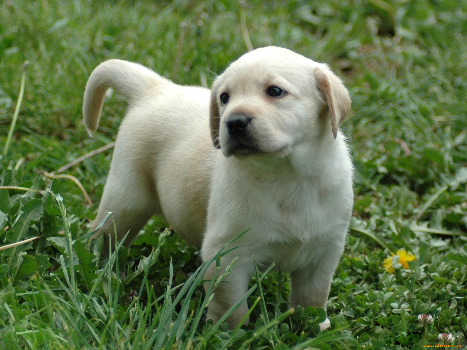 животные, собаки