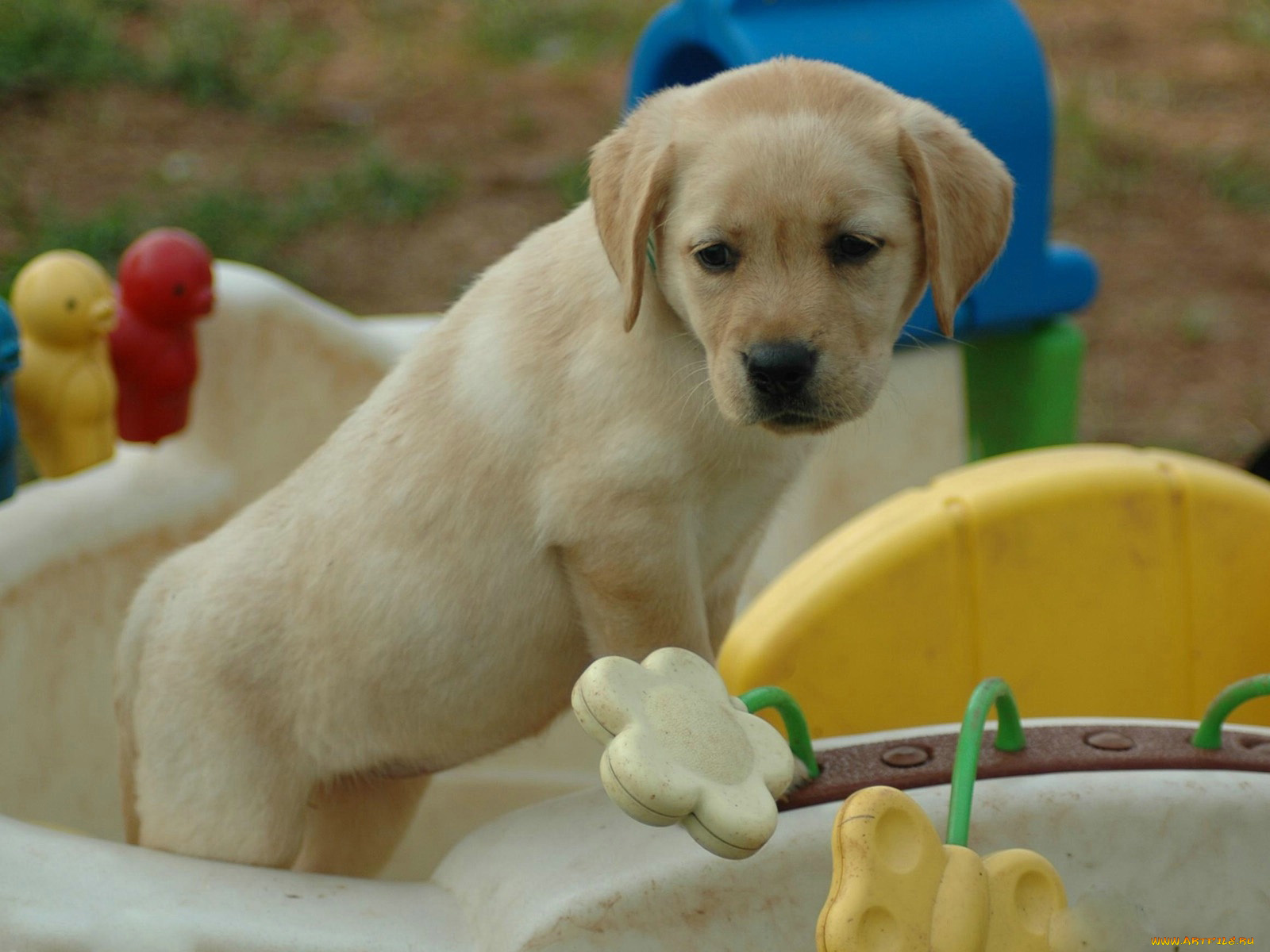 животные, собаки