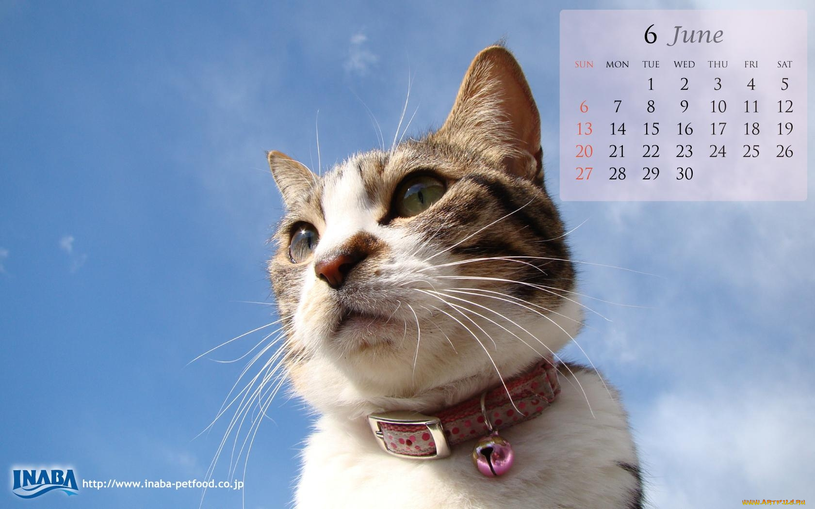 календари, животные