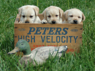 Картинка животные собаки