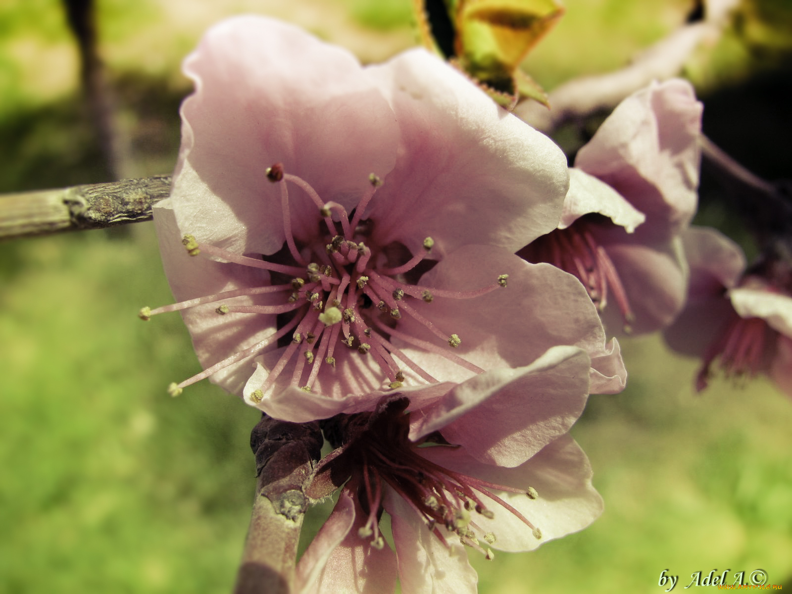 цветы, цветущие, деревья, кустарники