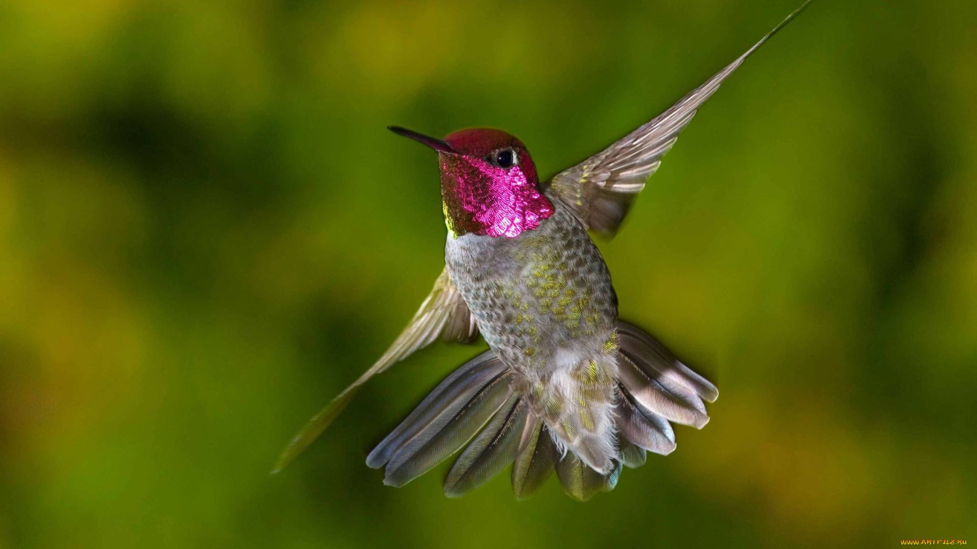 животные, колибри