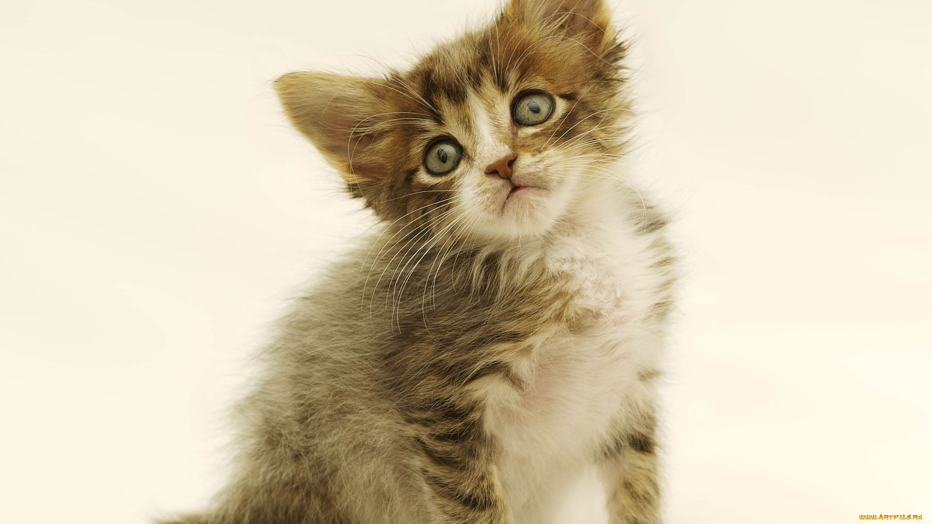 животные, коты