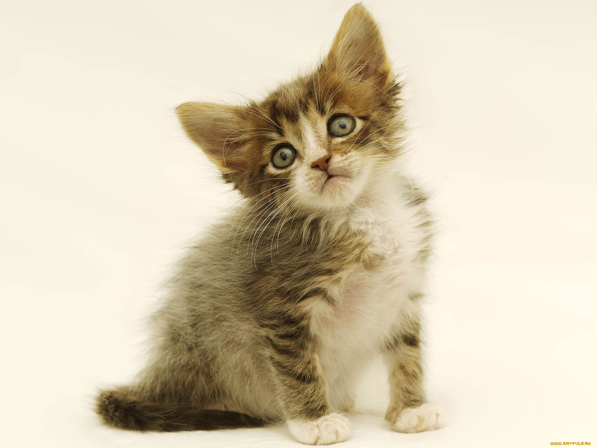 животные, коты