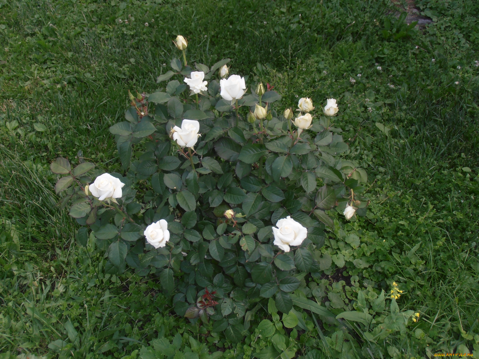 цветы, розы, белые, куст, трава