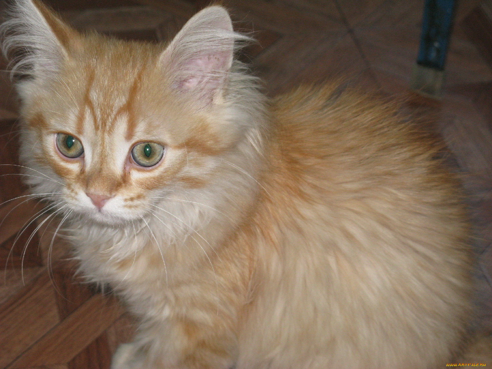 животные, коты, рыжий