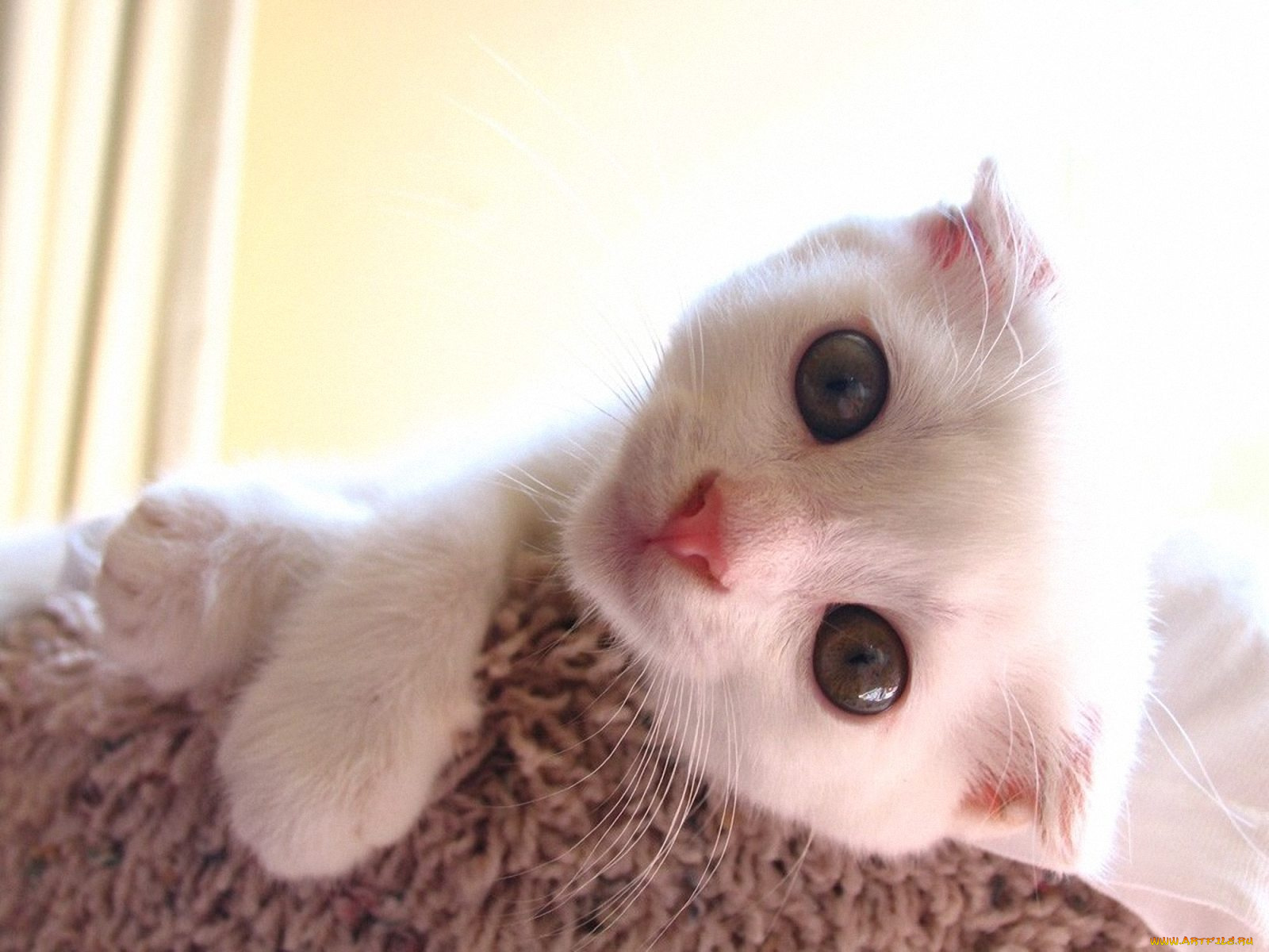 животные, коты, scottish, fold, шотландский, вислоухий