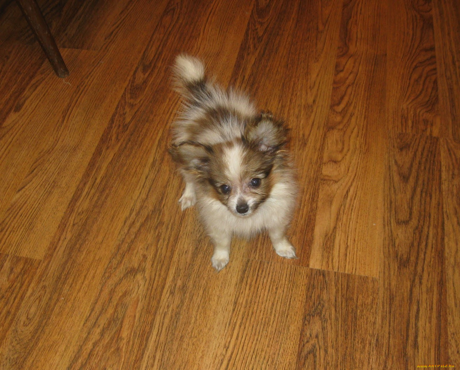 животные, собаки, собачка